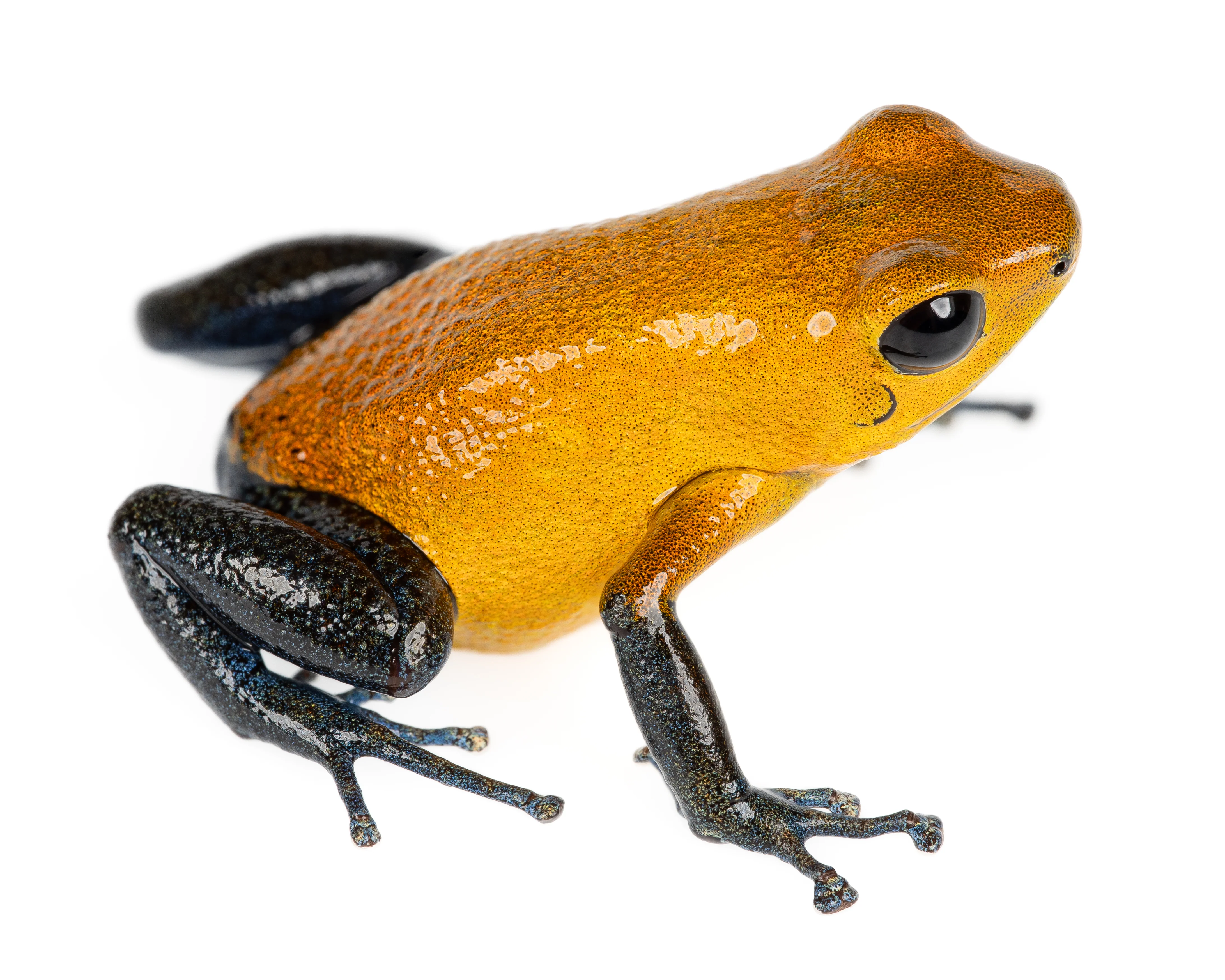 Oophaga pumilio "Charco la Pava"