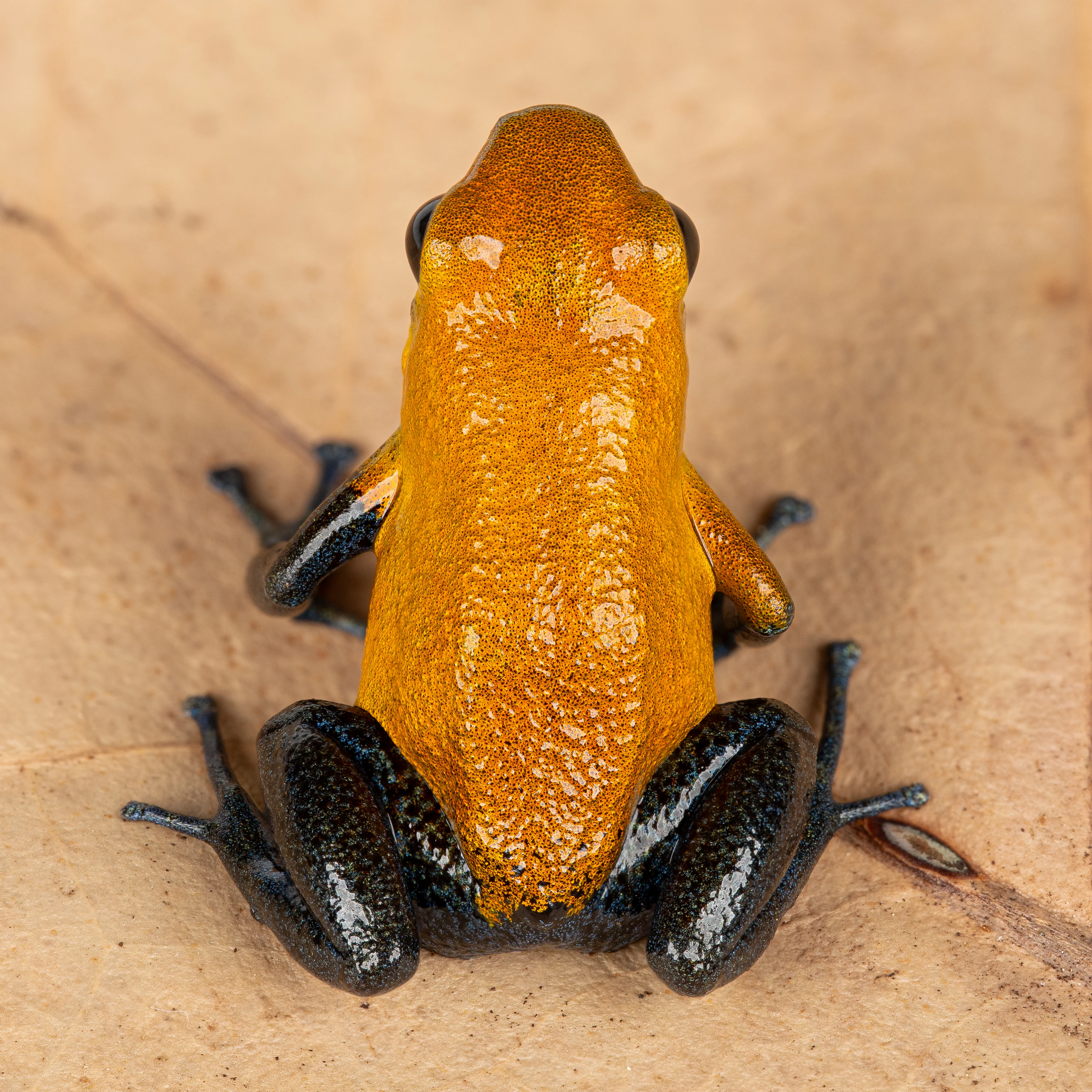 Oophaga pumilio "Charco la Pava" - Image 2