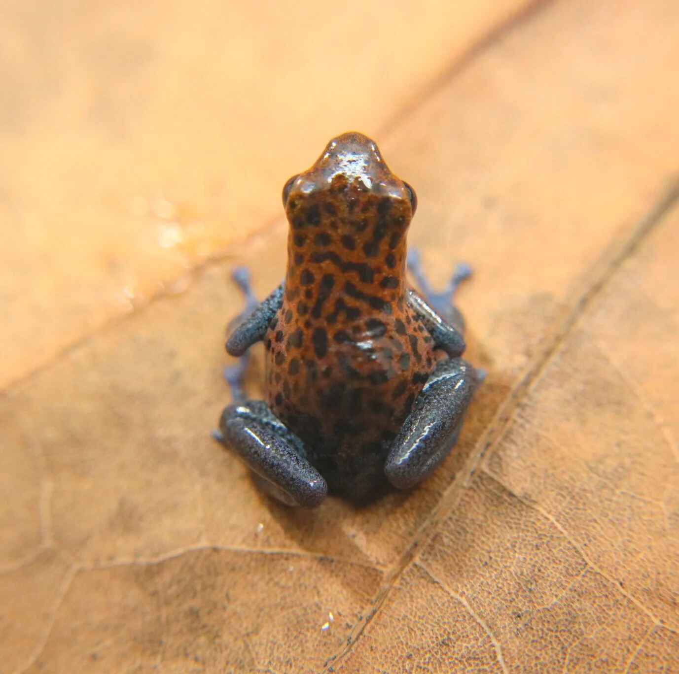 Oophaga pumilio "Charco la Pava" - Image 4