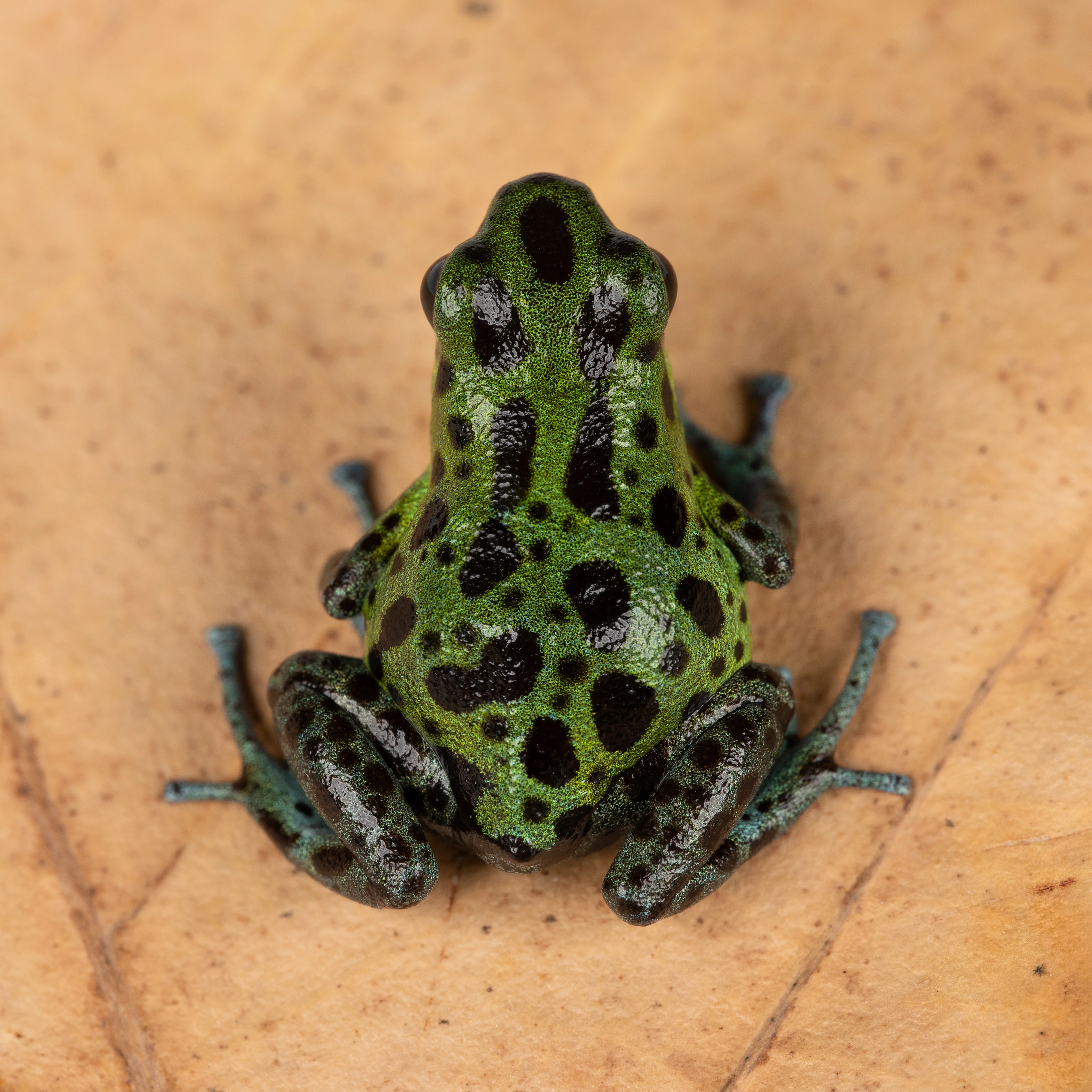 Oophaga pumilio "Chiriqui Grande" - Image 2