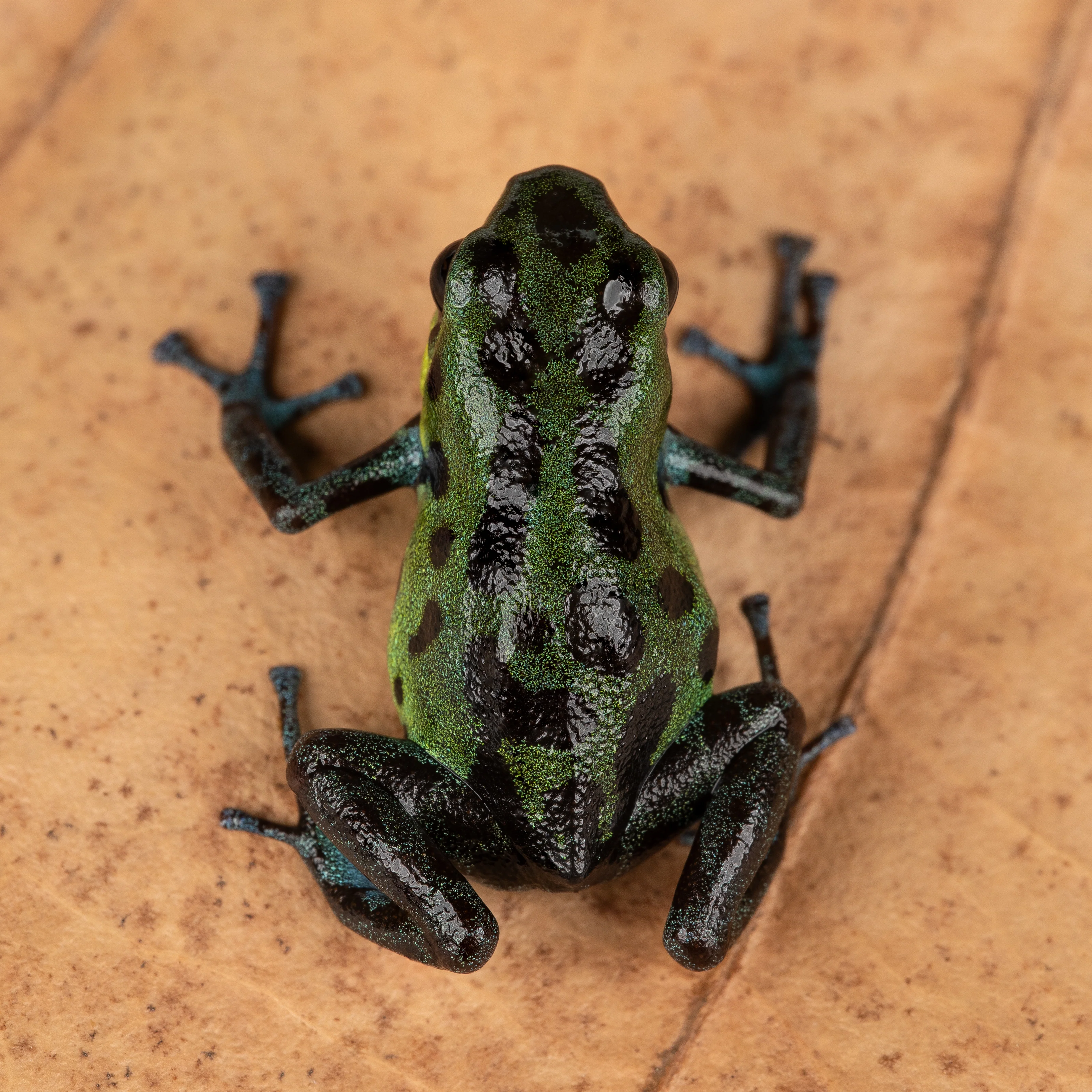 Oophaga pumilio "Chiriqui Grande" - Image 5