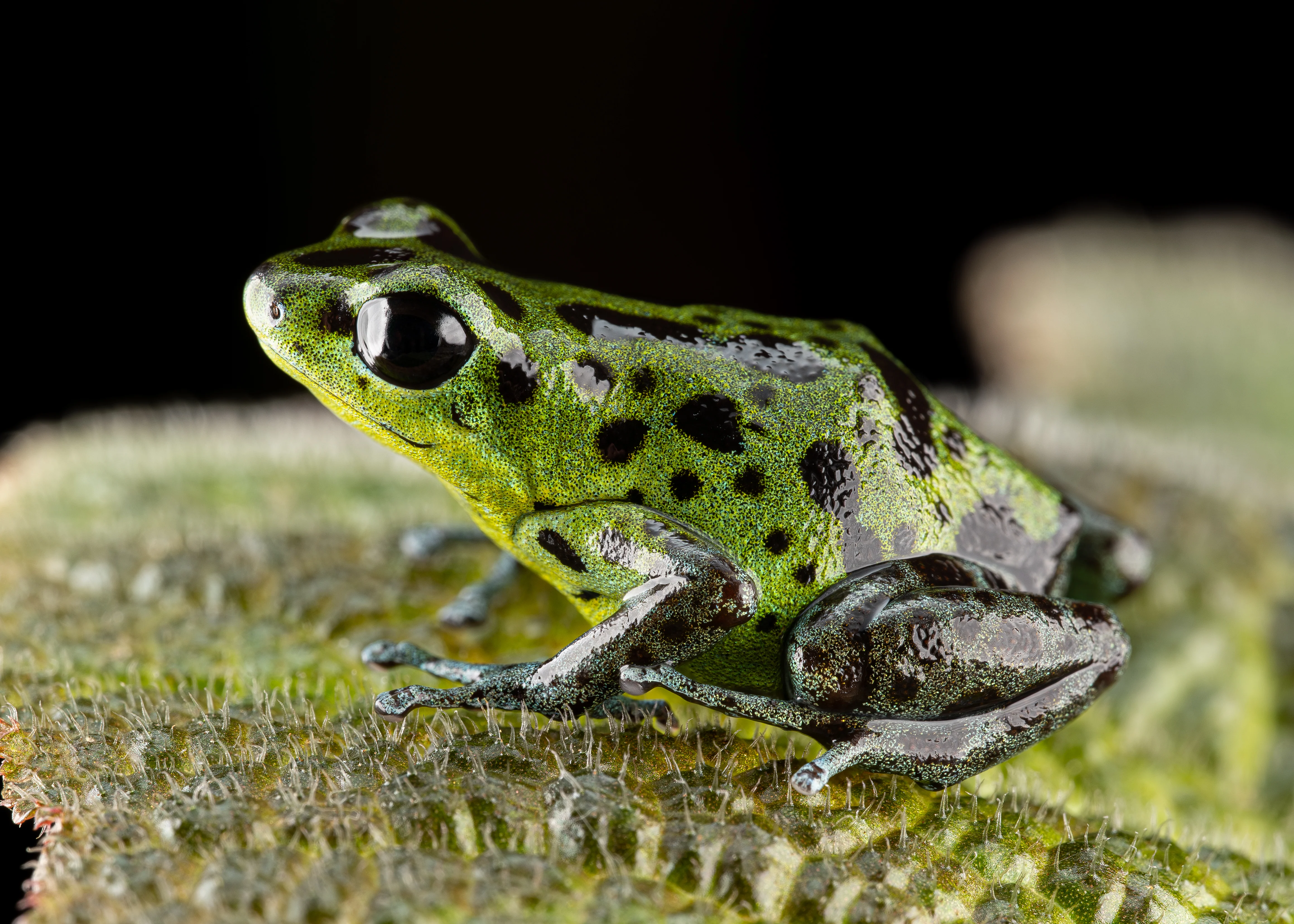 Oophaga pumilio "Chiriqui Grande" - Image 6