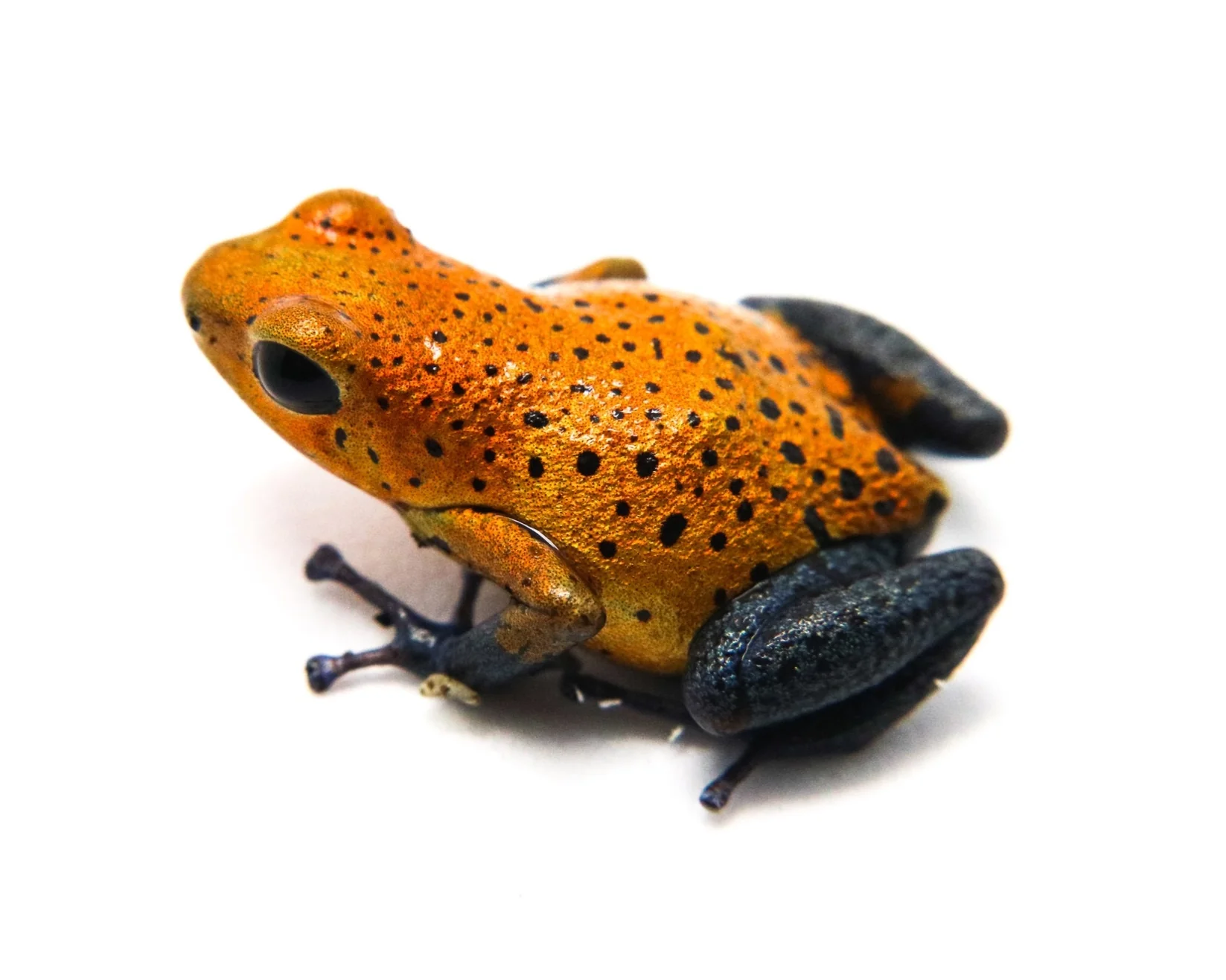 Oophaga pumilio "Cristobal" - Image 4