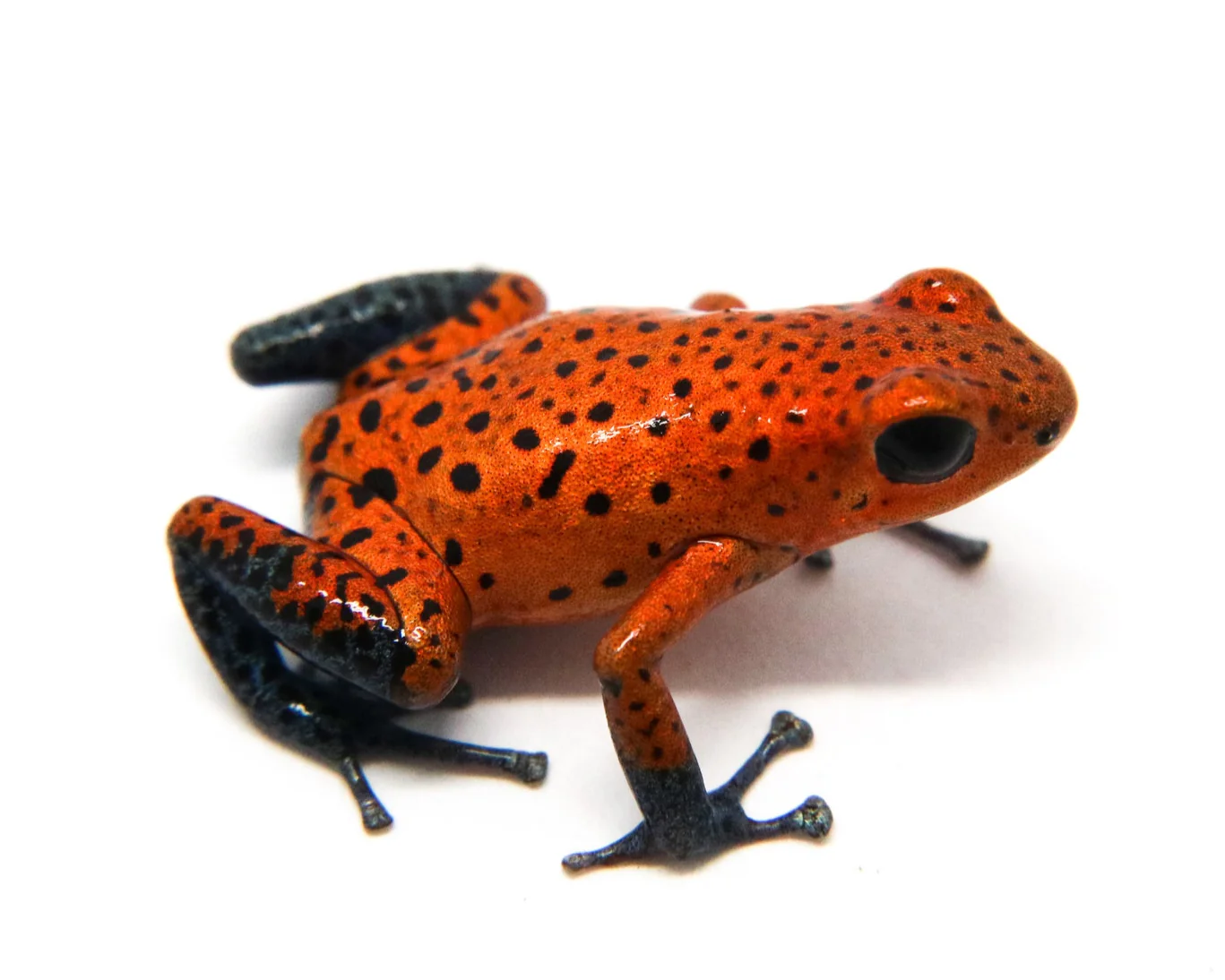 Oophaga pumilio "Cristobal" - Image 6
