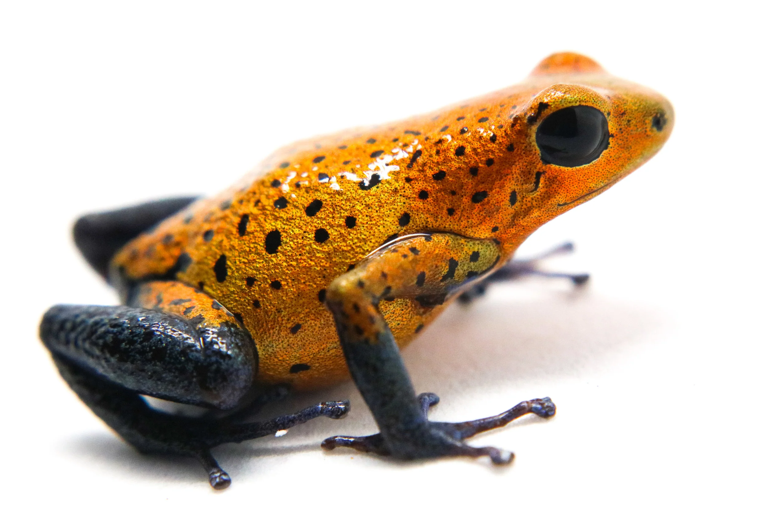 Oophaga pumilio "Cristobal" - Image 8