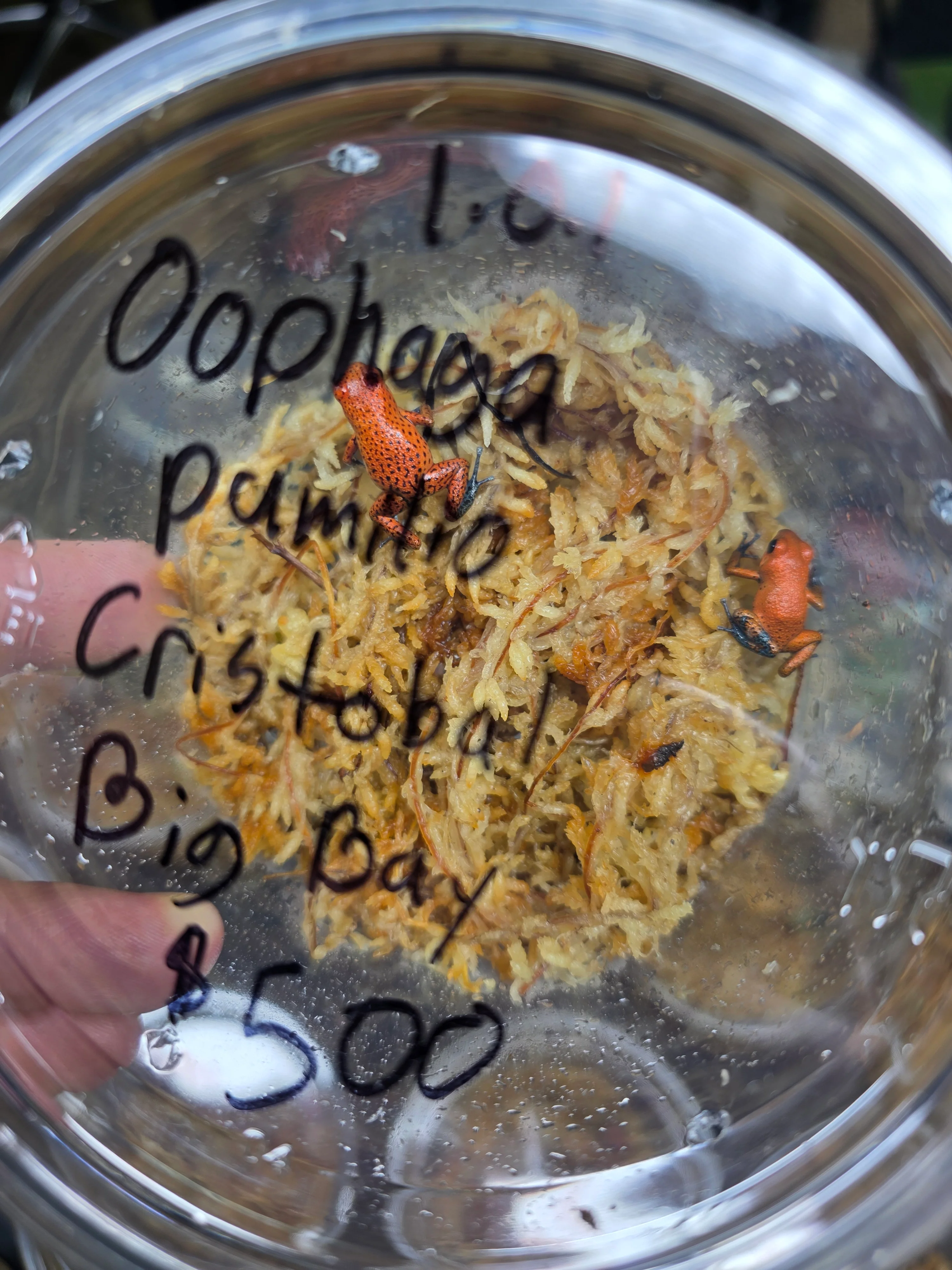 Oophaga pumilio "Cristobal - Big Bay