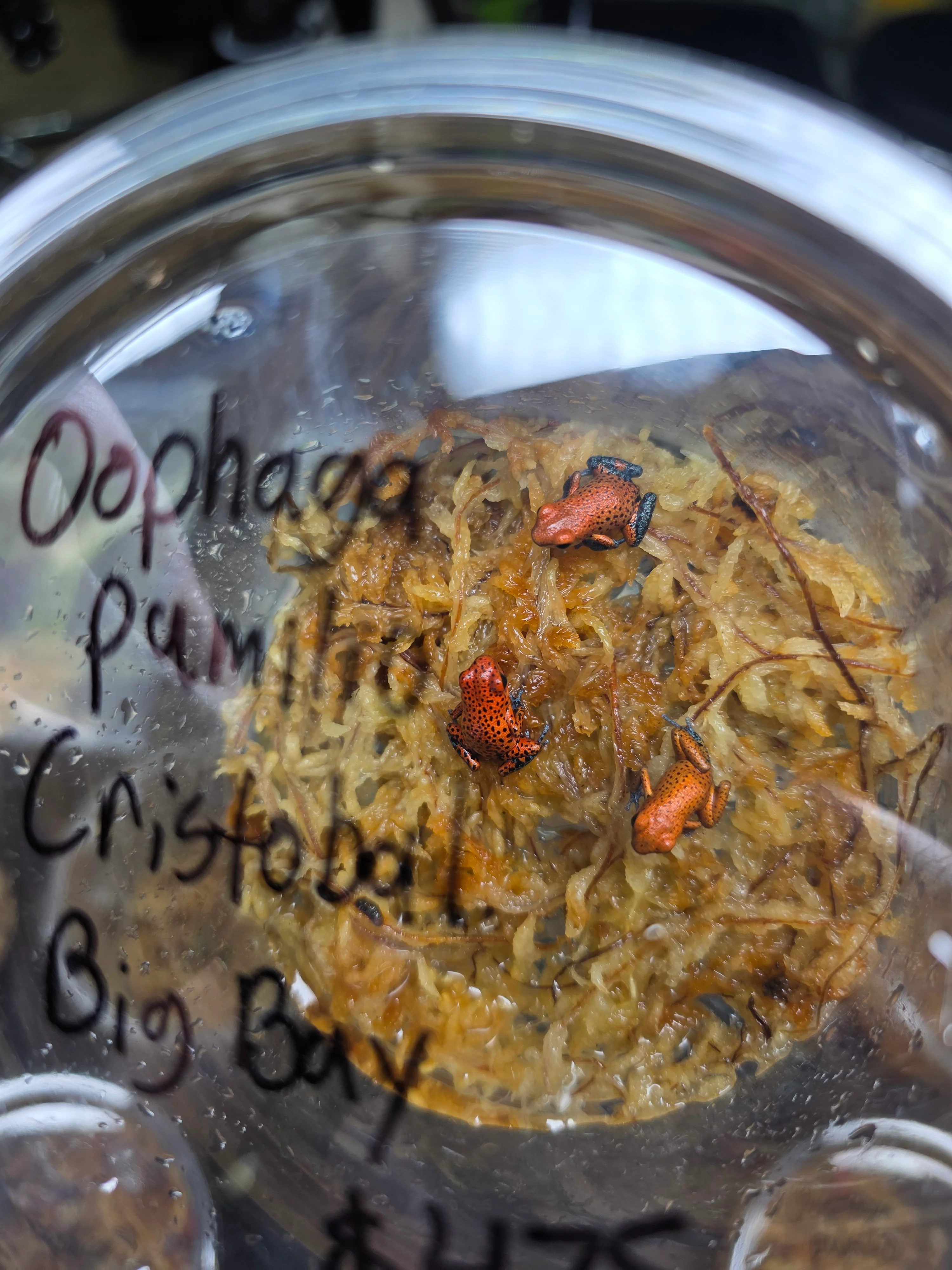 Oophaga pumilio "Cristobal - Big Bay - Image 2