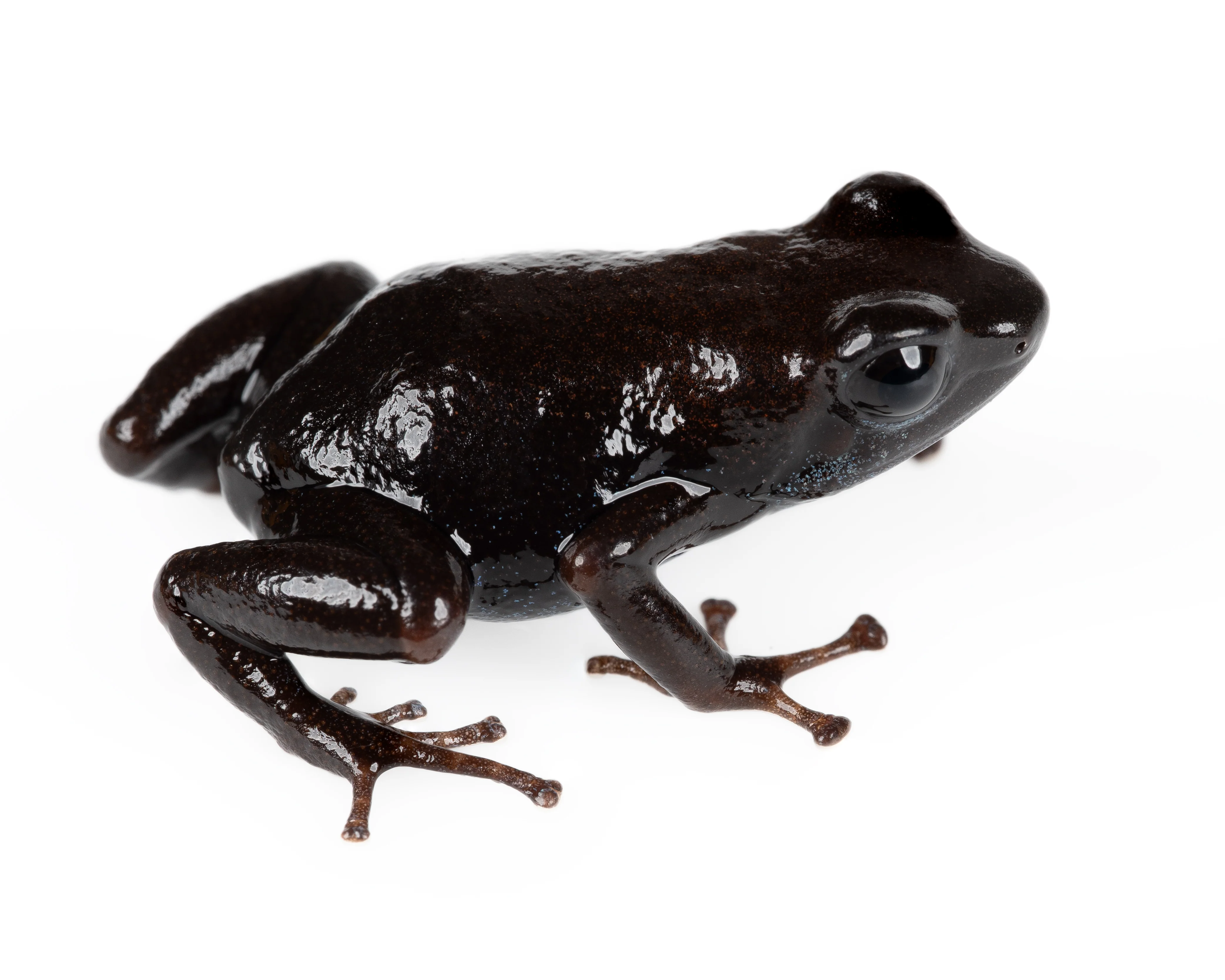 Oophaga pumilio "Darklands"