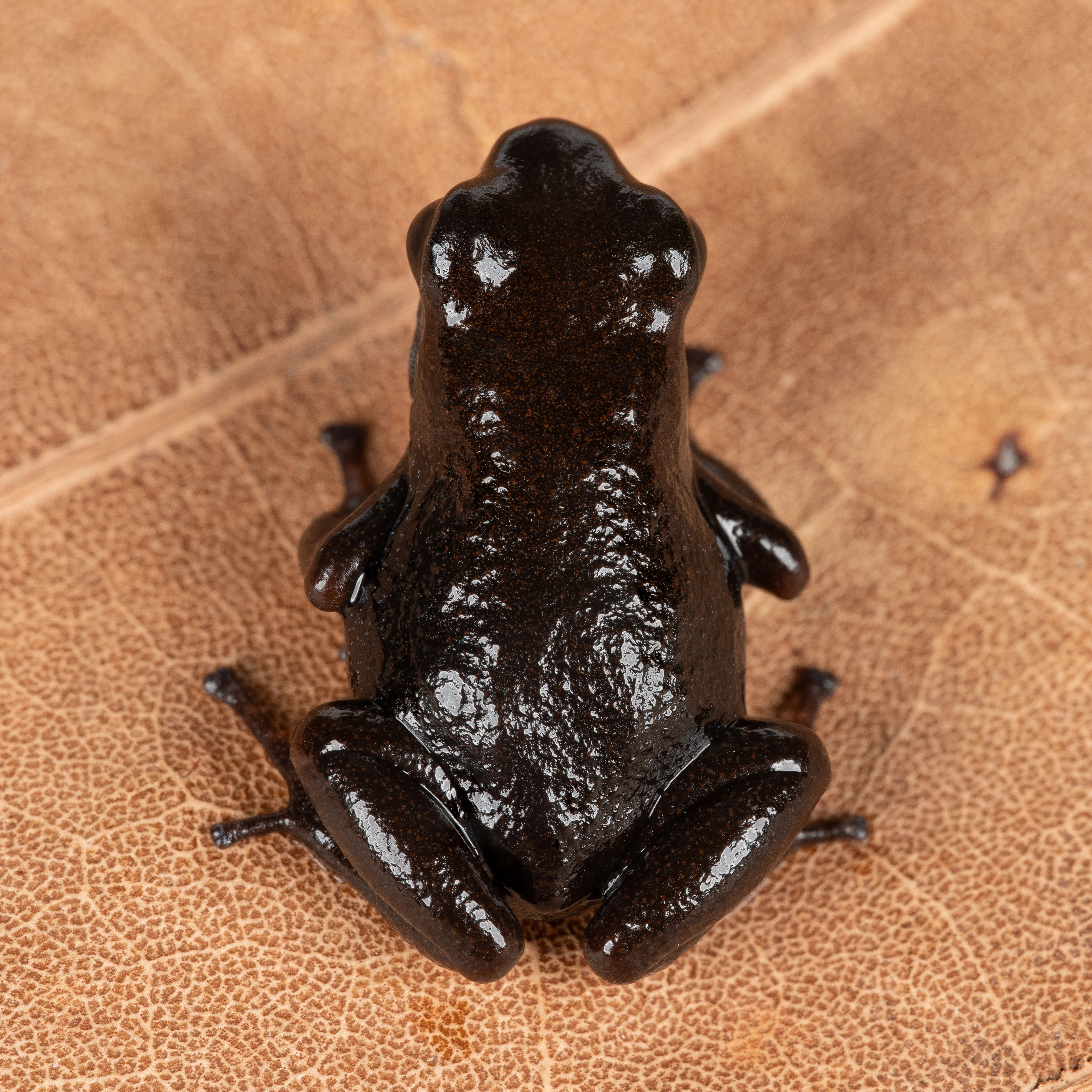 Oophaga pumilio "Darklands" - Image 2