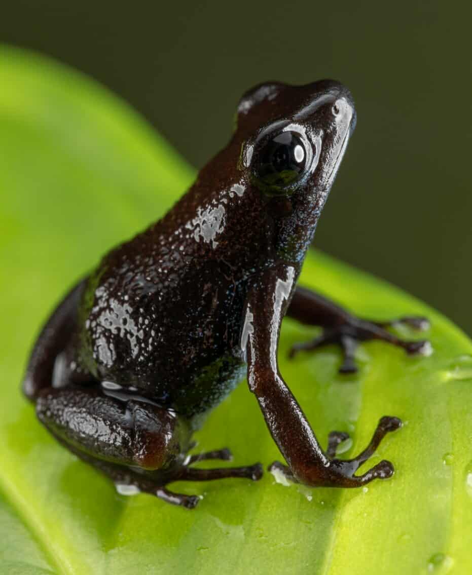 Oophaga pumilio "Darklands" - Image 3