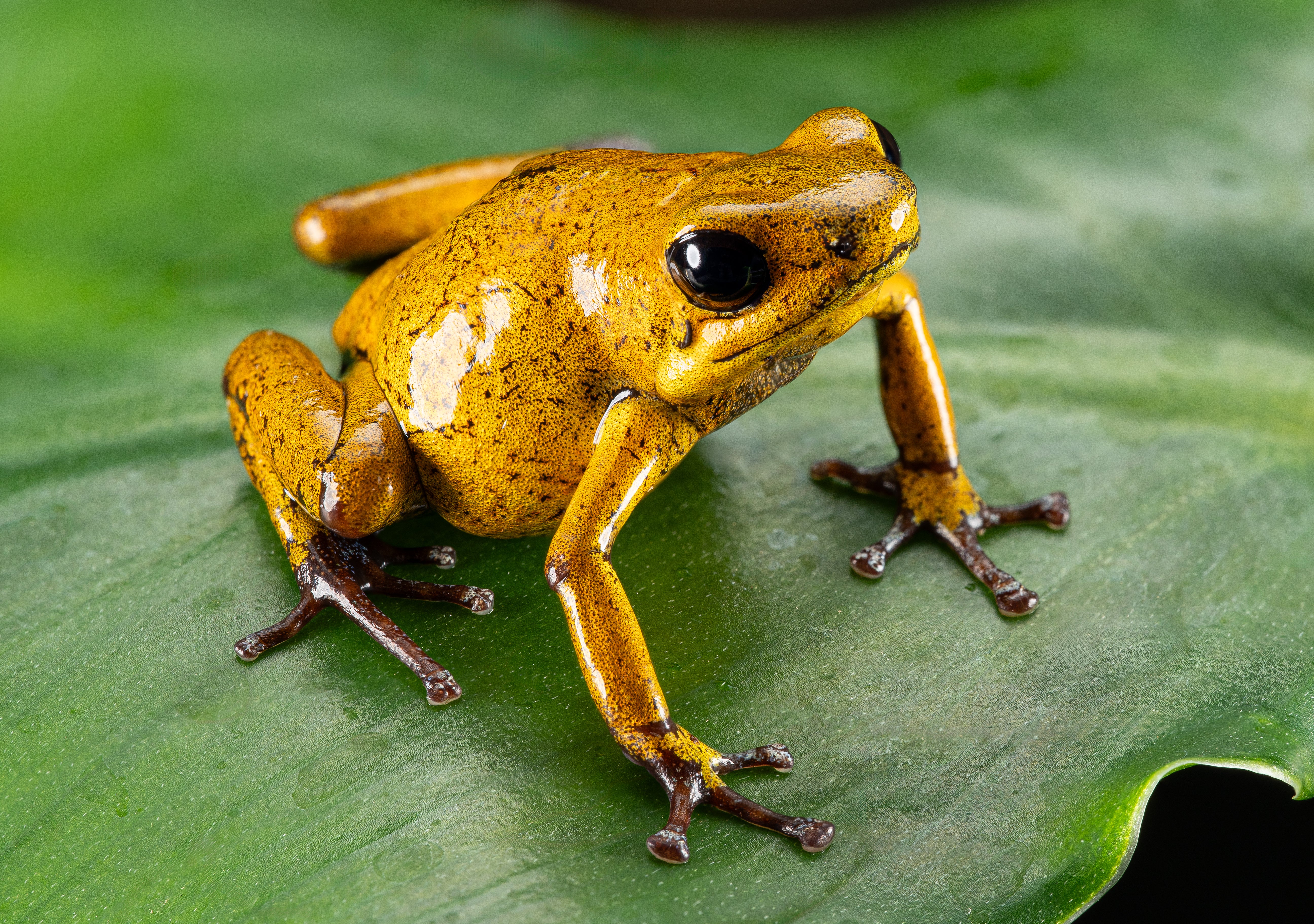 Oophaga pumilio "El Dorado" - Image 3