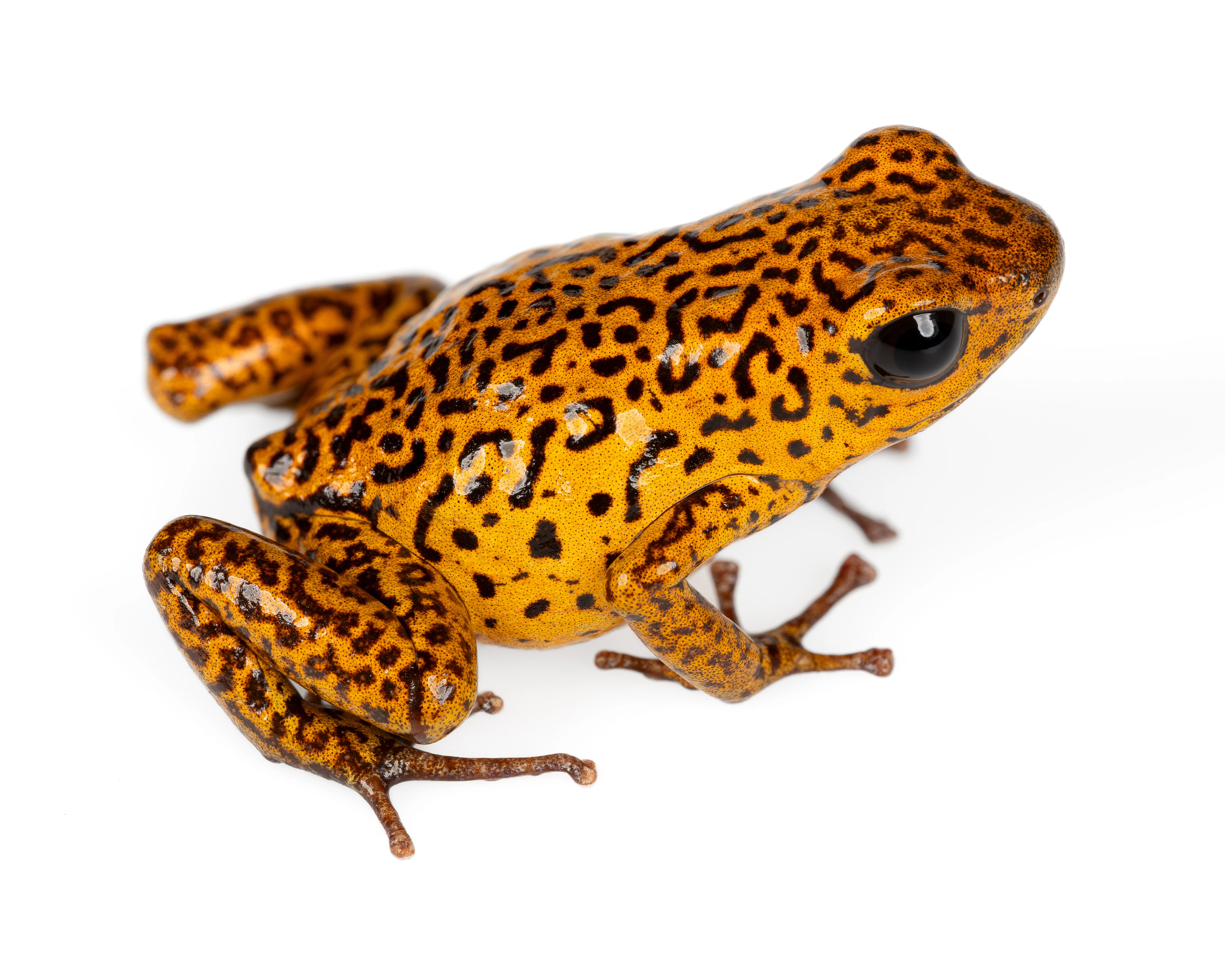 Oophaga pumilio "El Dorado - Spotted"