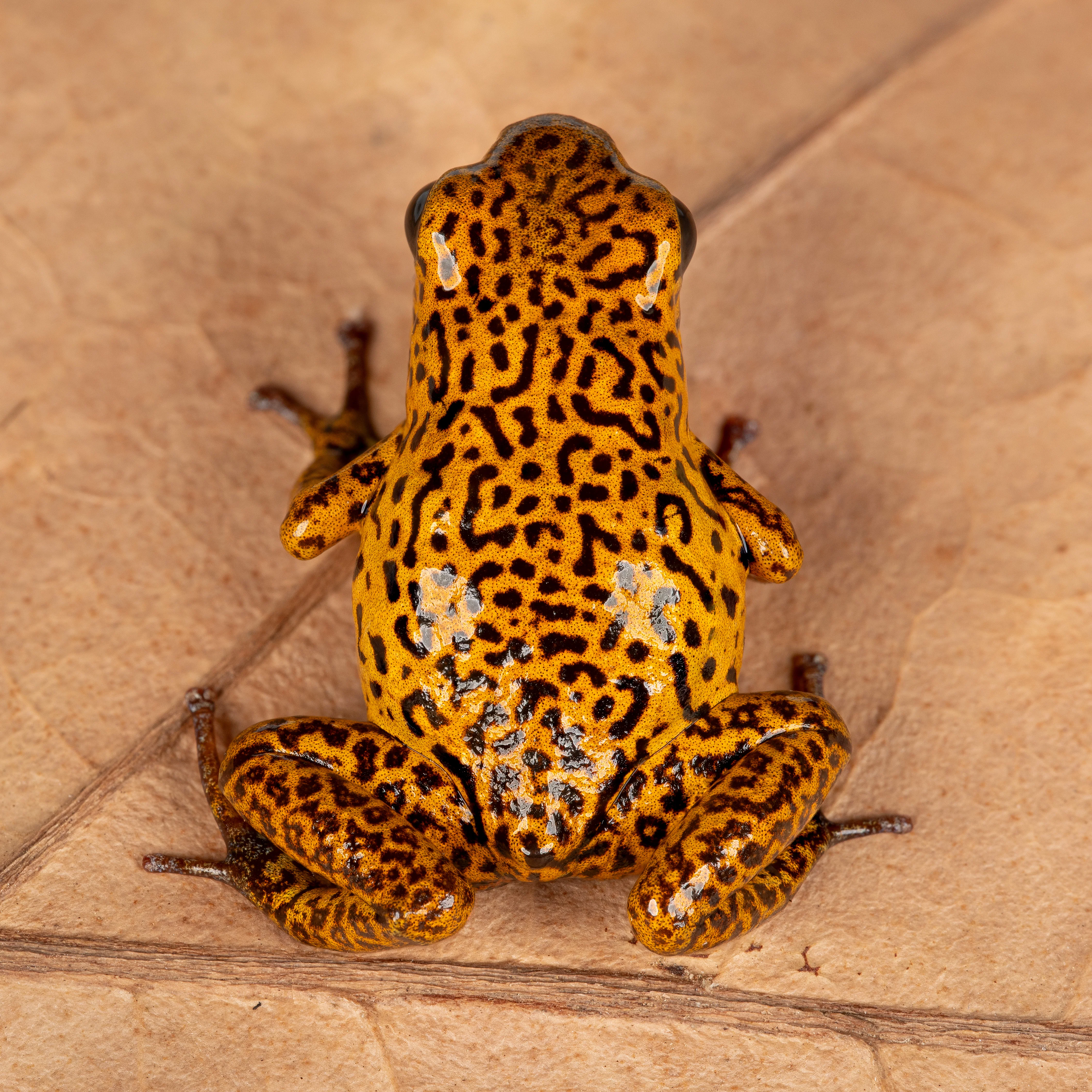 Oophaga pumilio "El Dorado - Spotted" - Image 2