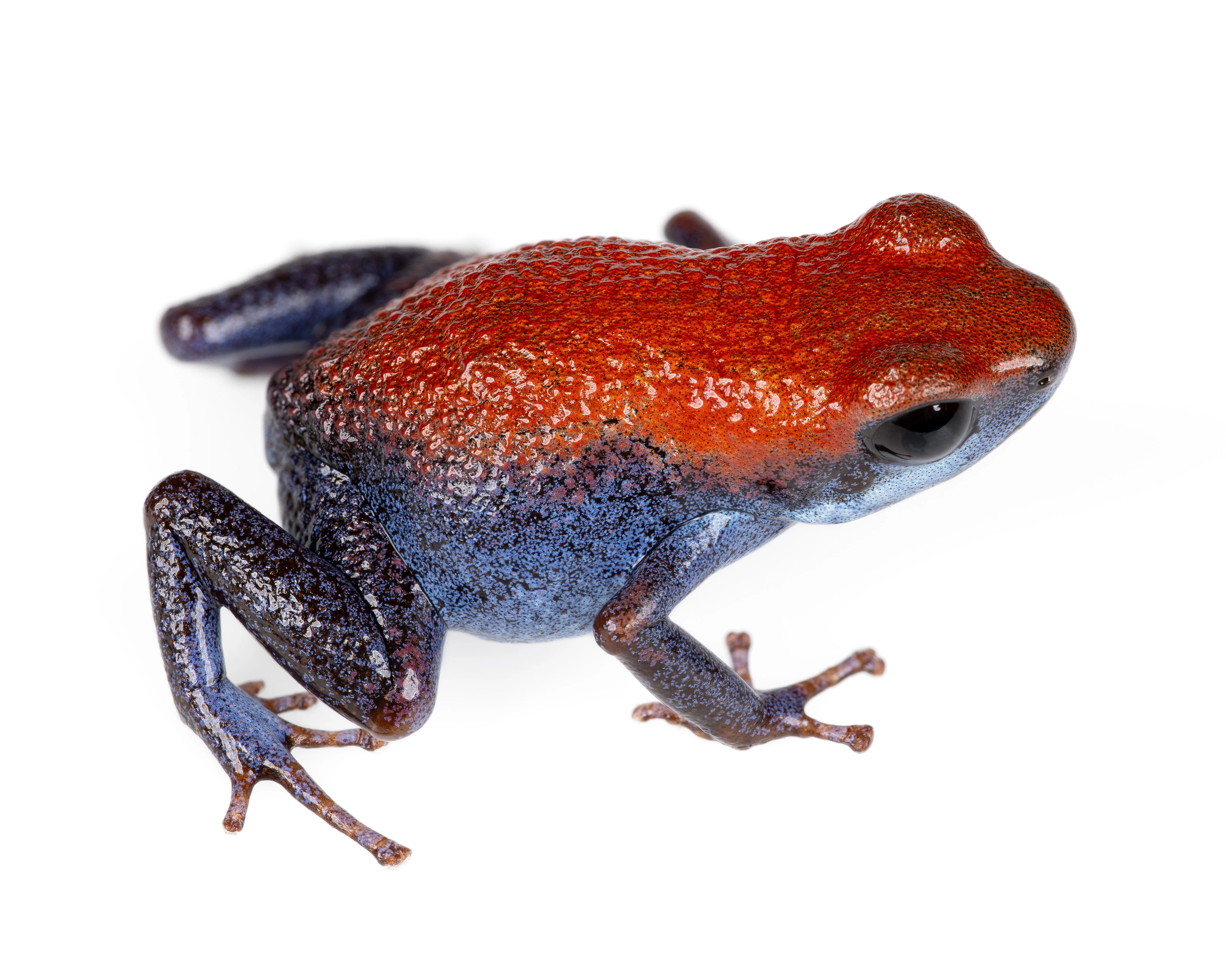 Oophaga pumilio "Escudo"