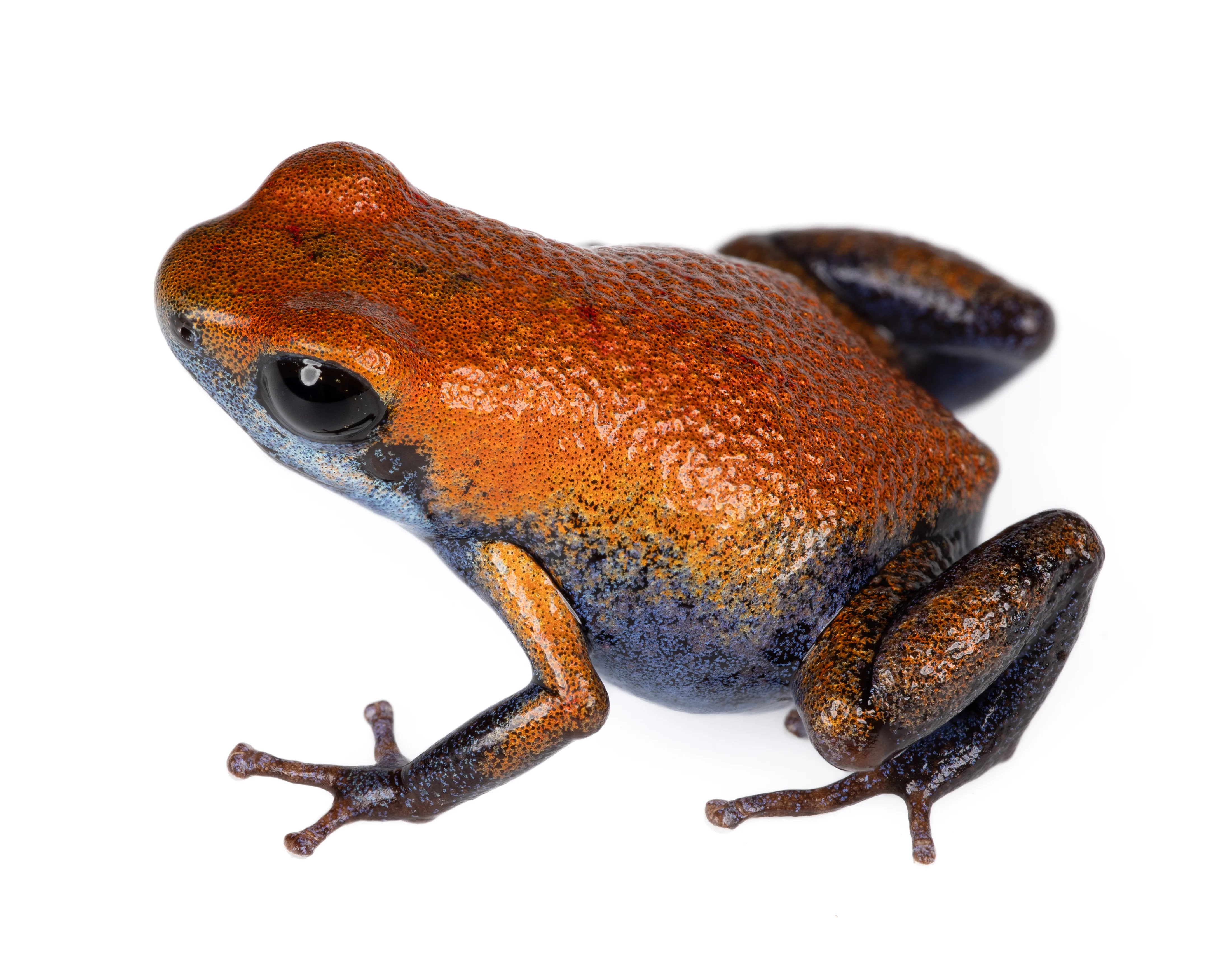 Oophaga pumilio "Escudo" - Image 3