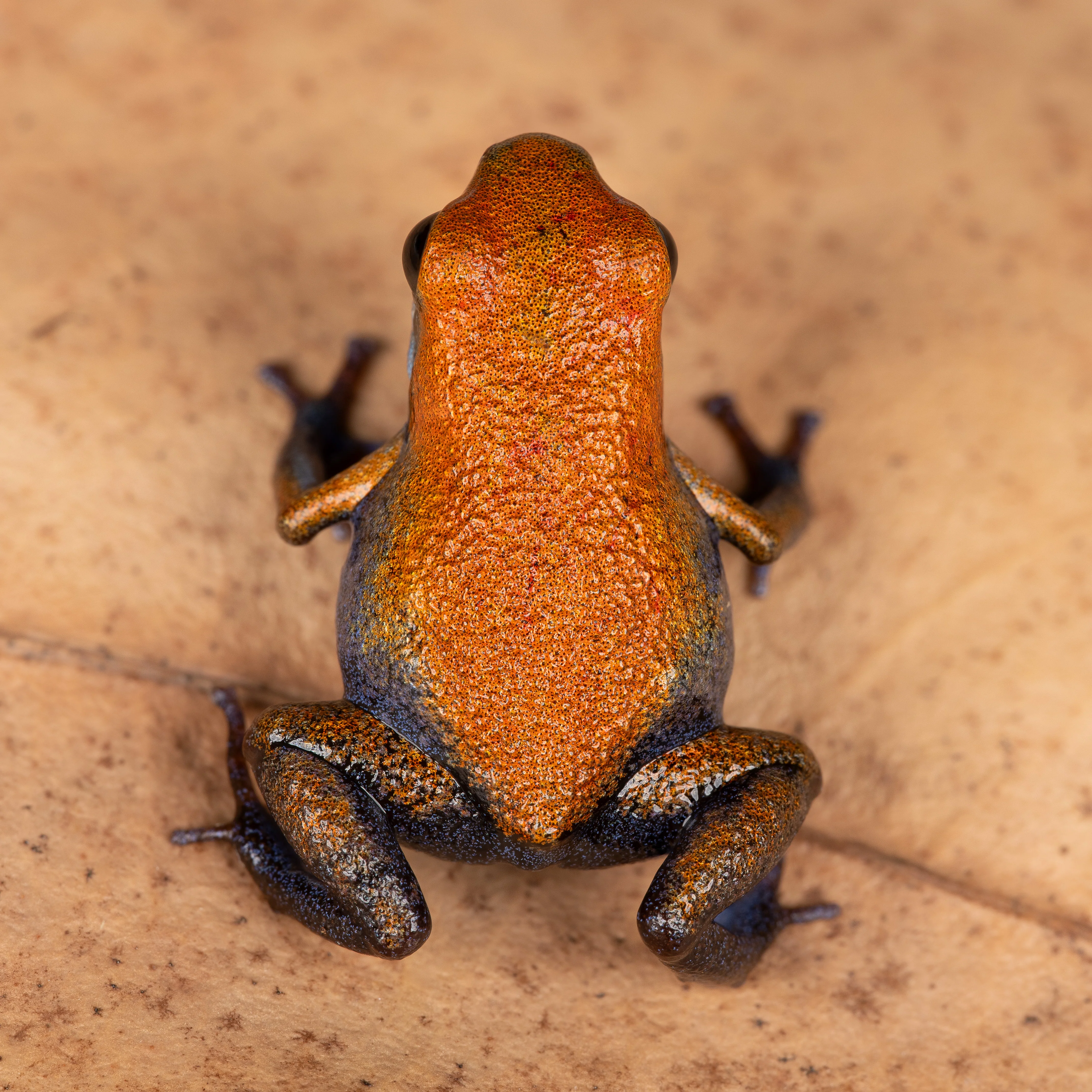 Oophaga pumilio "Escudo" - Image 4