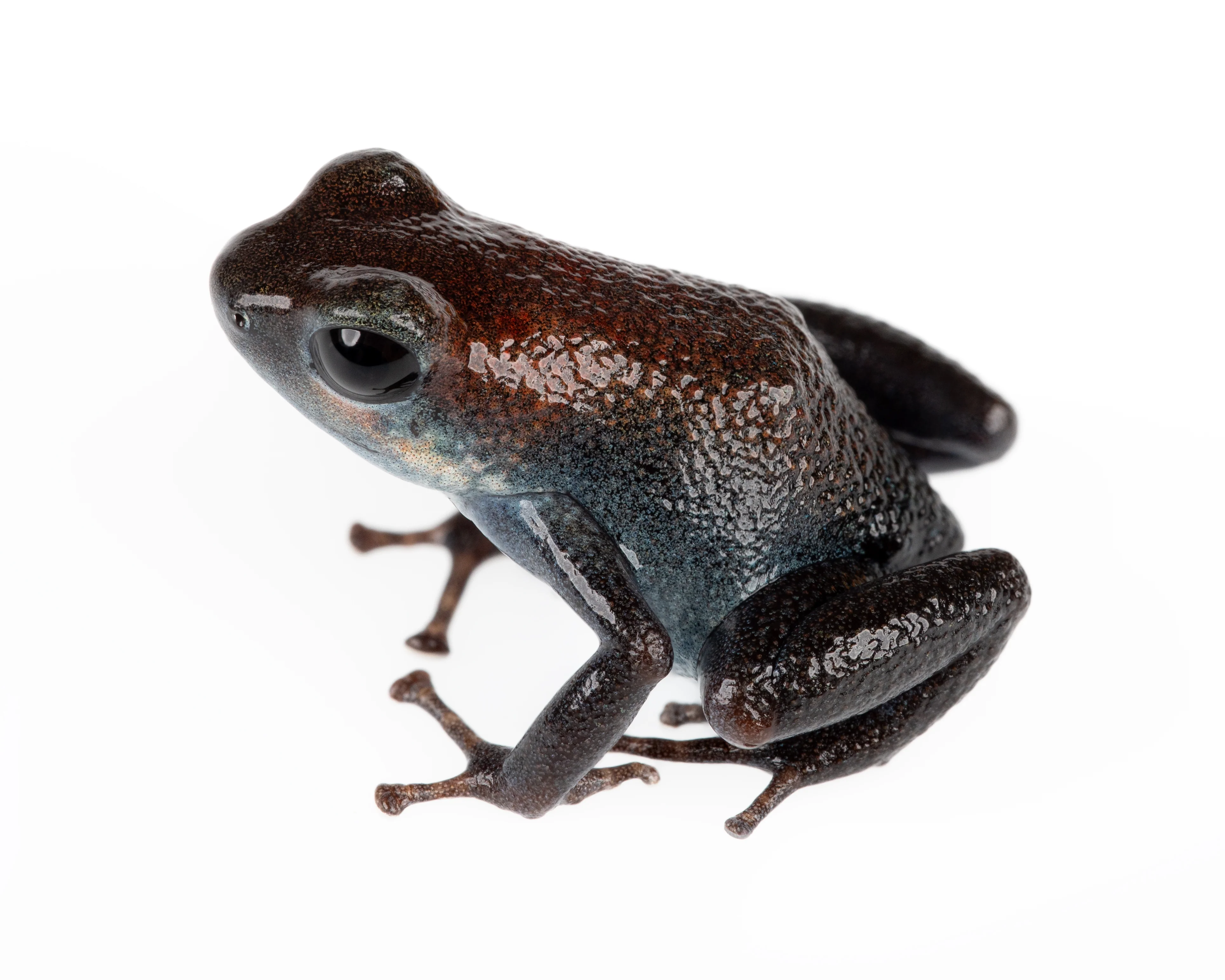 Oophaga pumilio "Esperanza"