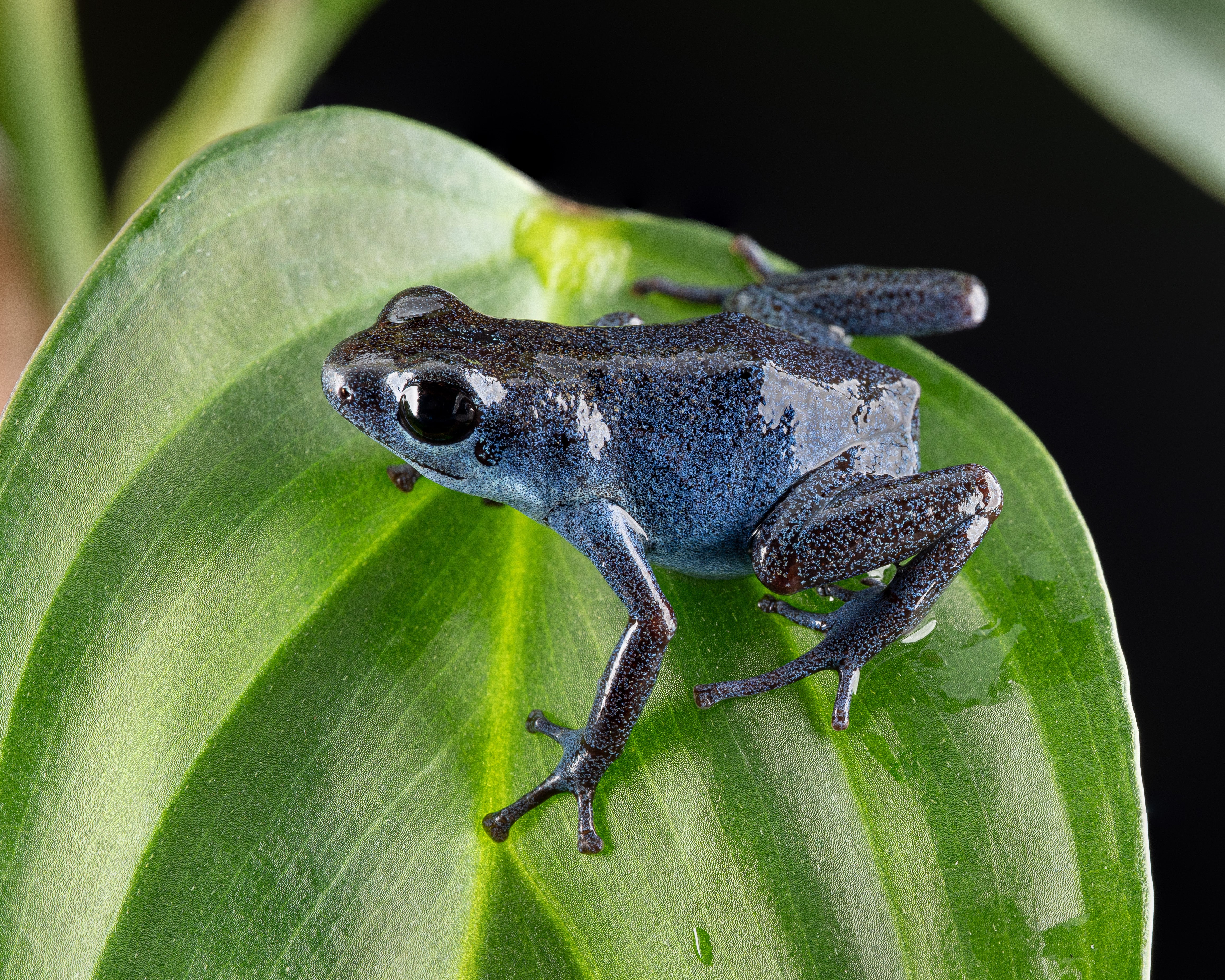 Oophaga pumilio "Esperanza" - Image 5