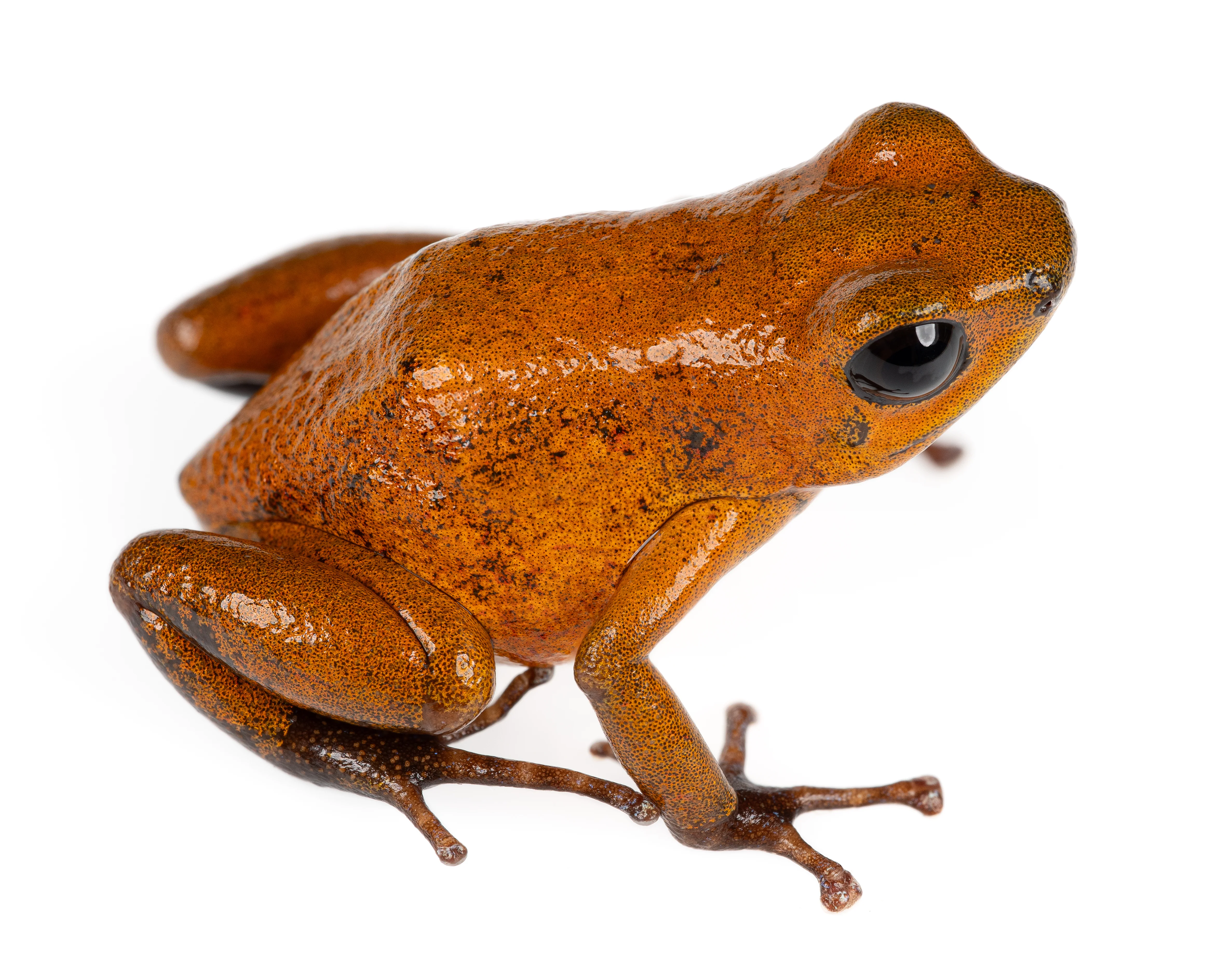 Oophaga pumilio "Finca Four"