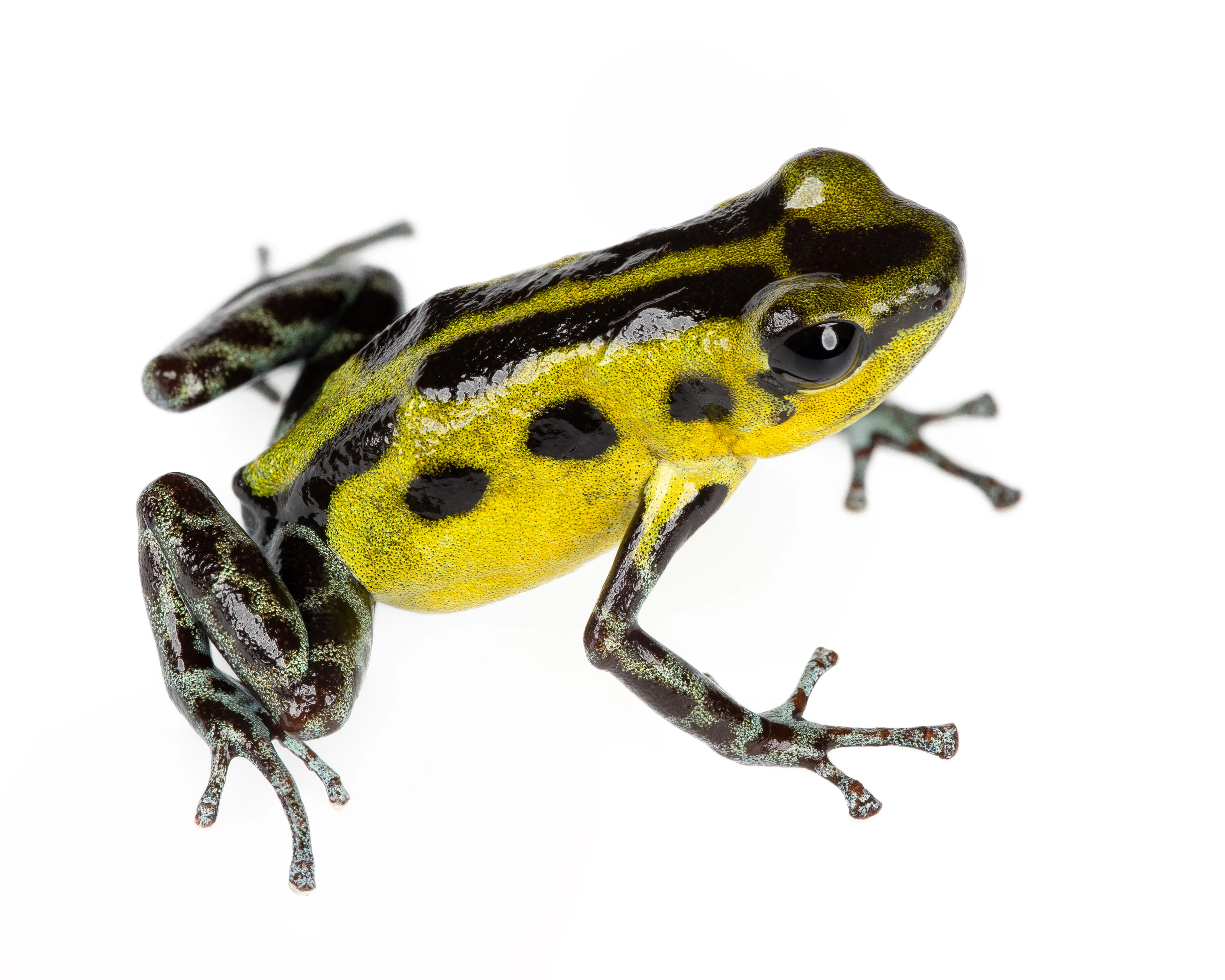 Oophaga pumilio "Guarumo" - Image 3