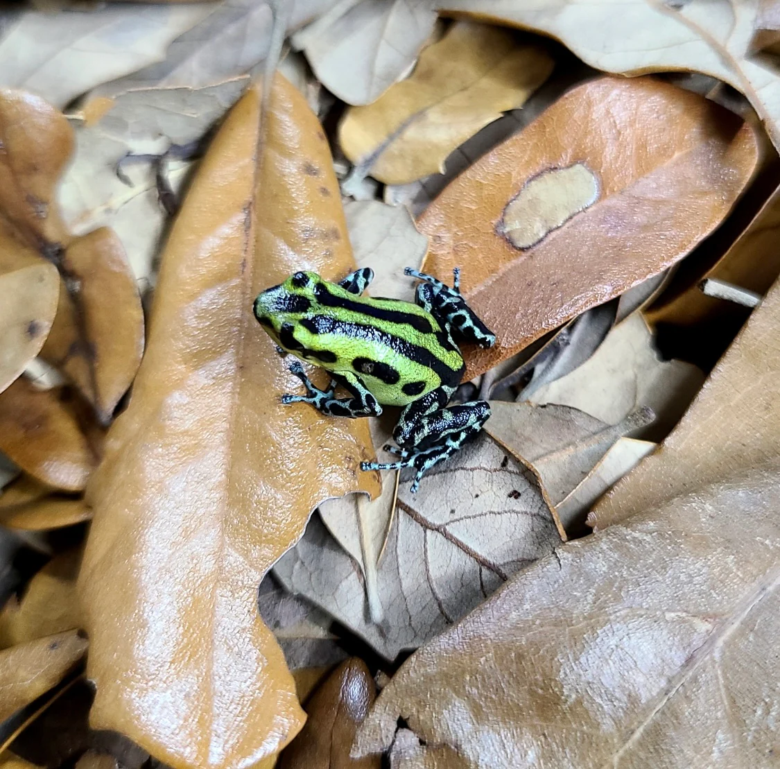 Oophaga pumilio "Guarumo" - Image 5