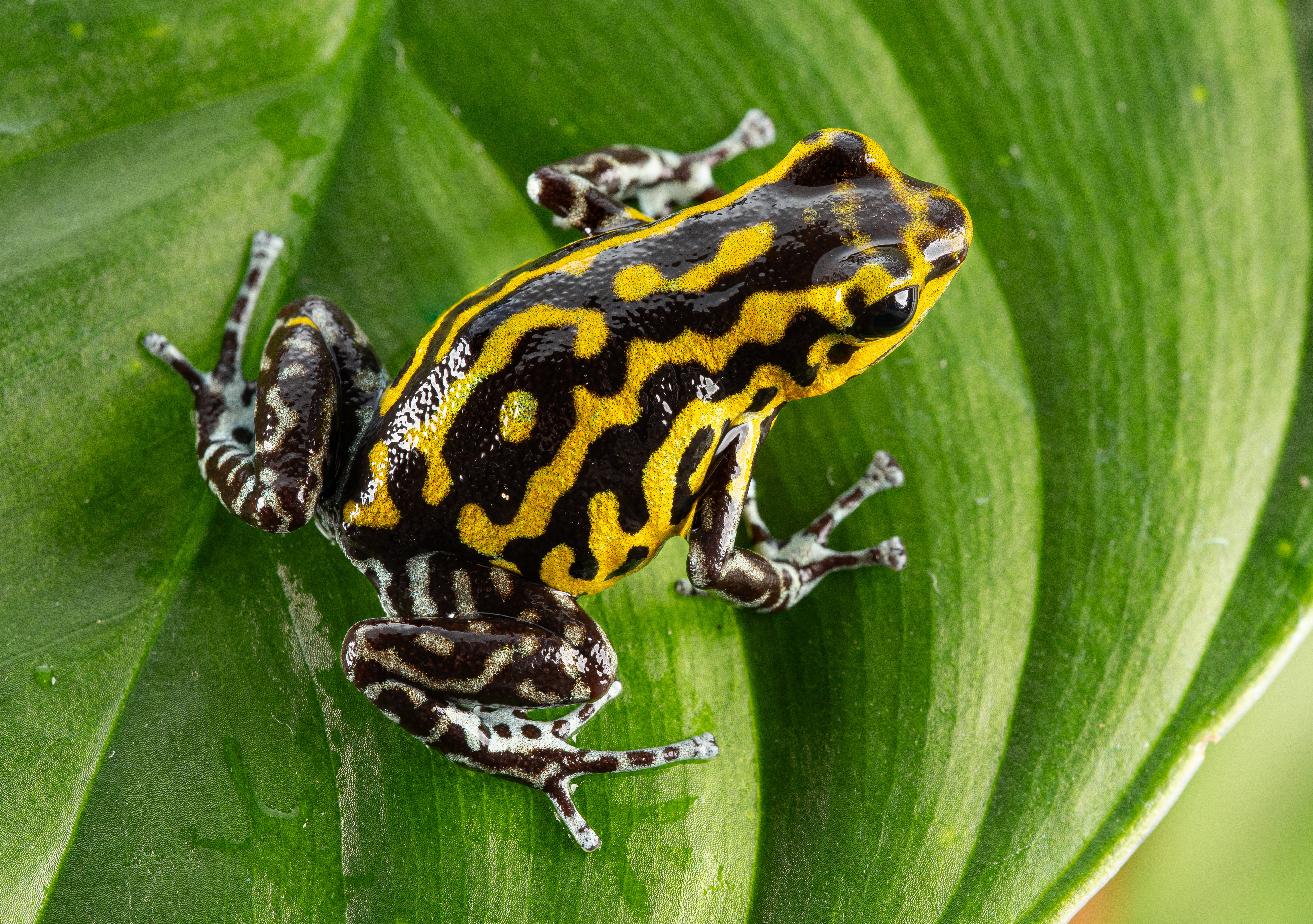 Oophaga pumilio "Guarumo" - Image 7