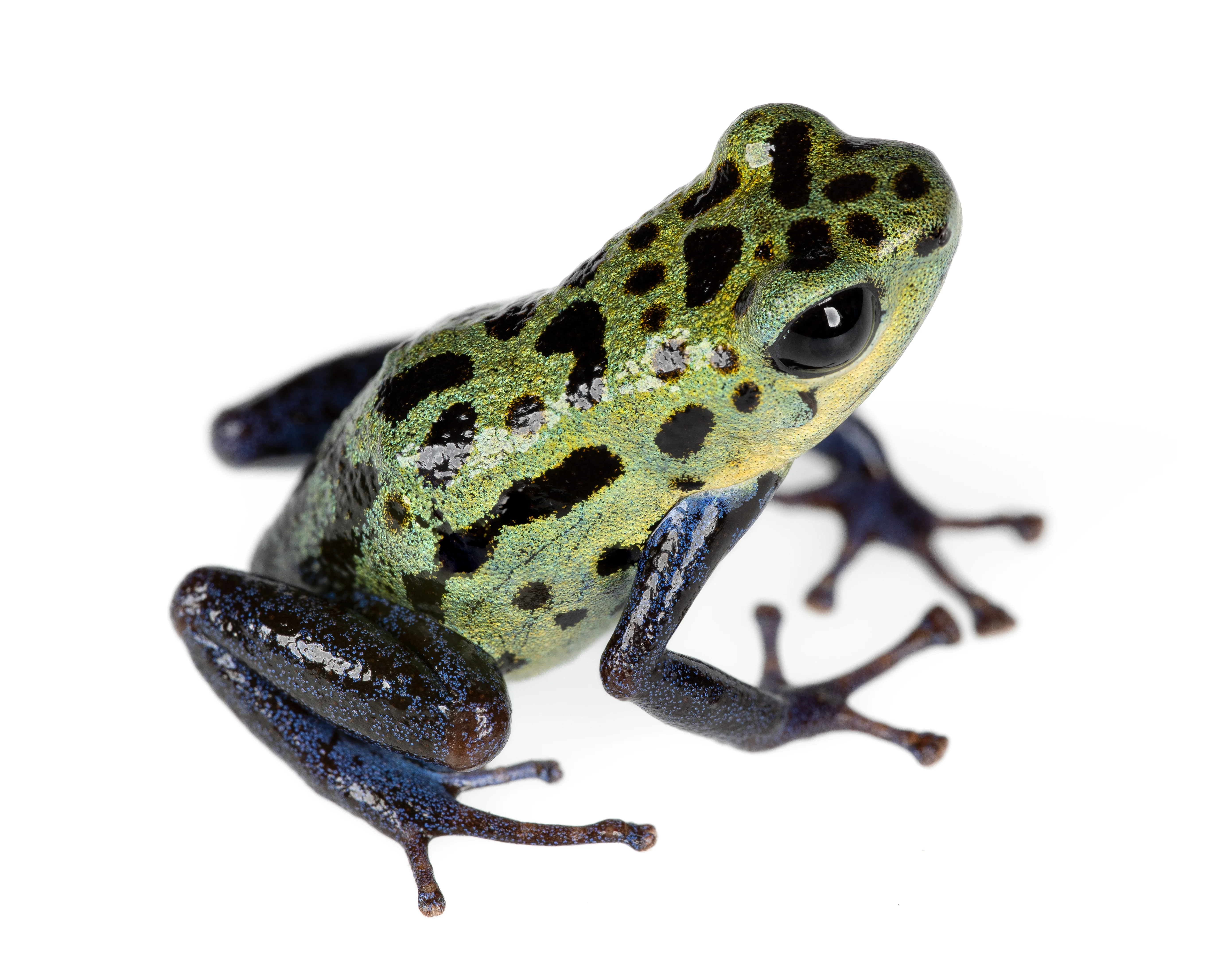 Oophaga pumilio "Inland Colubre / Culubreā