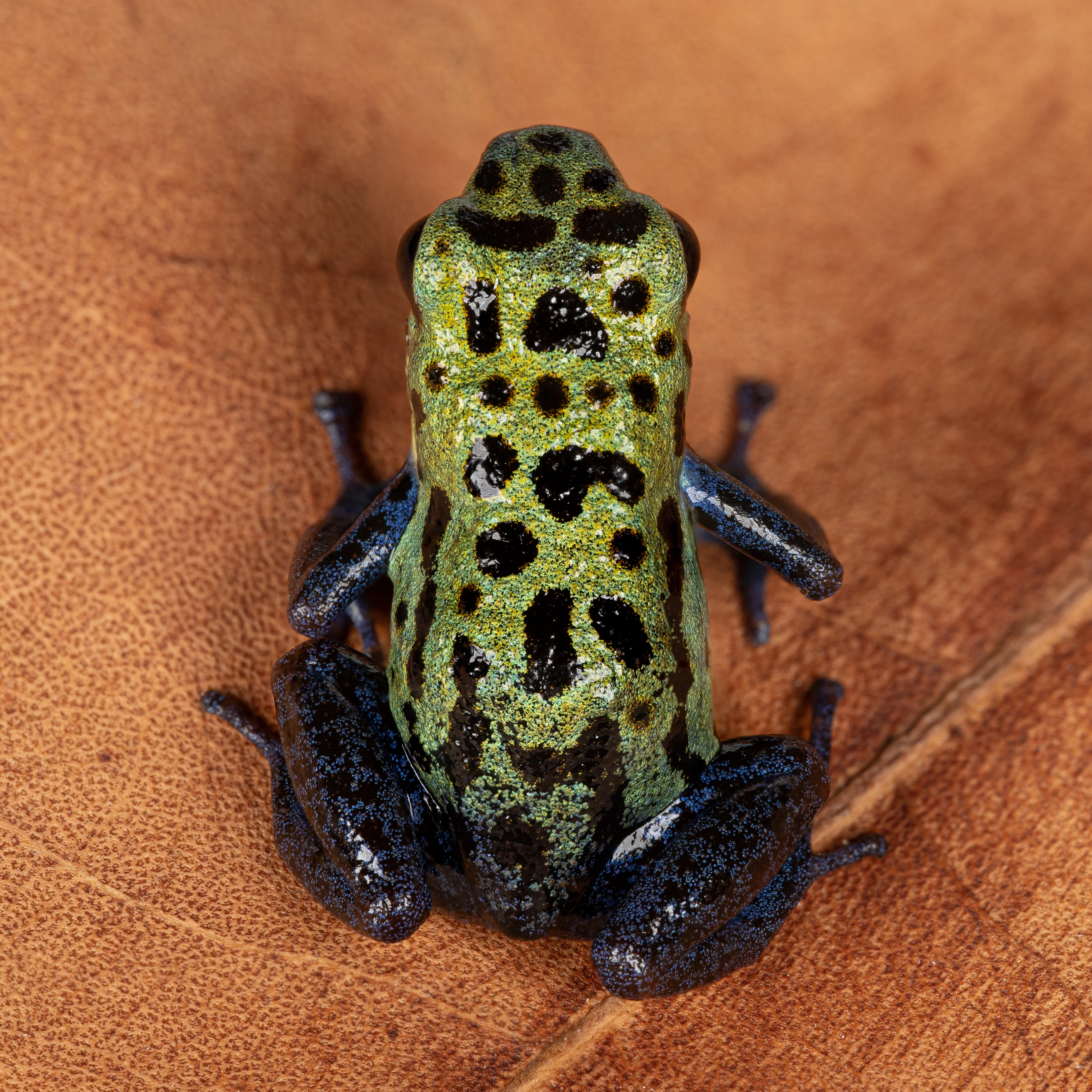 Oophaga pumilio "Inland Colubre / Culubreā - Image 2
