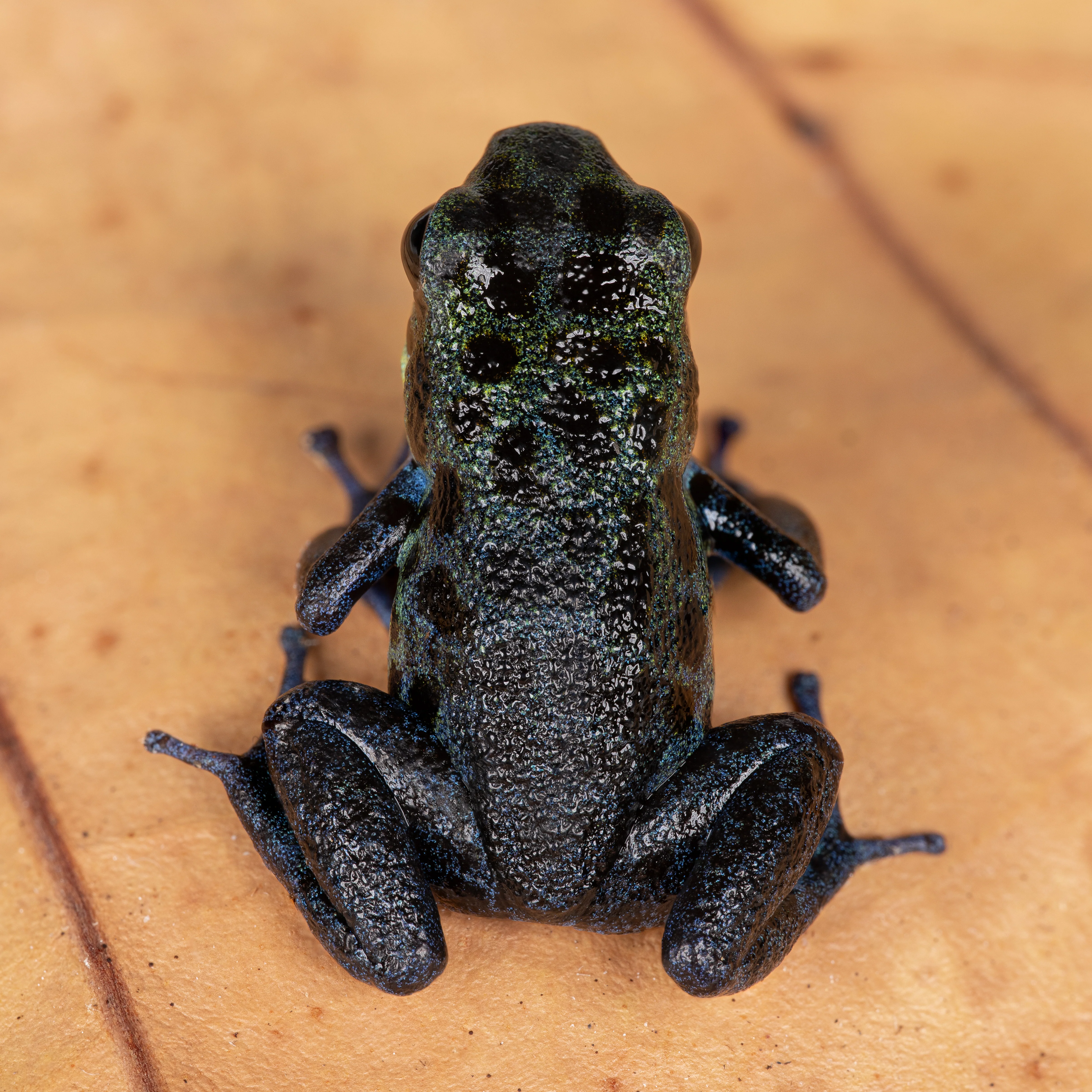 Oophaga pumilio "Inland Colubre / Culubreā - Image 3