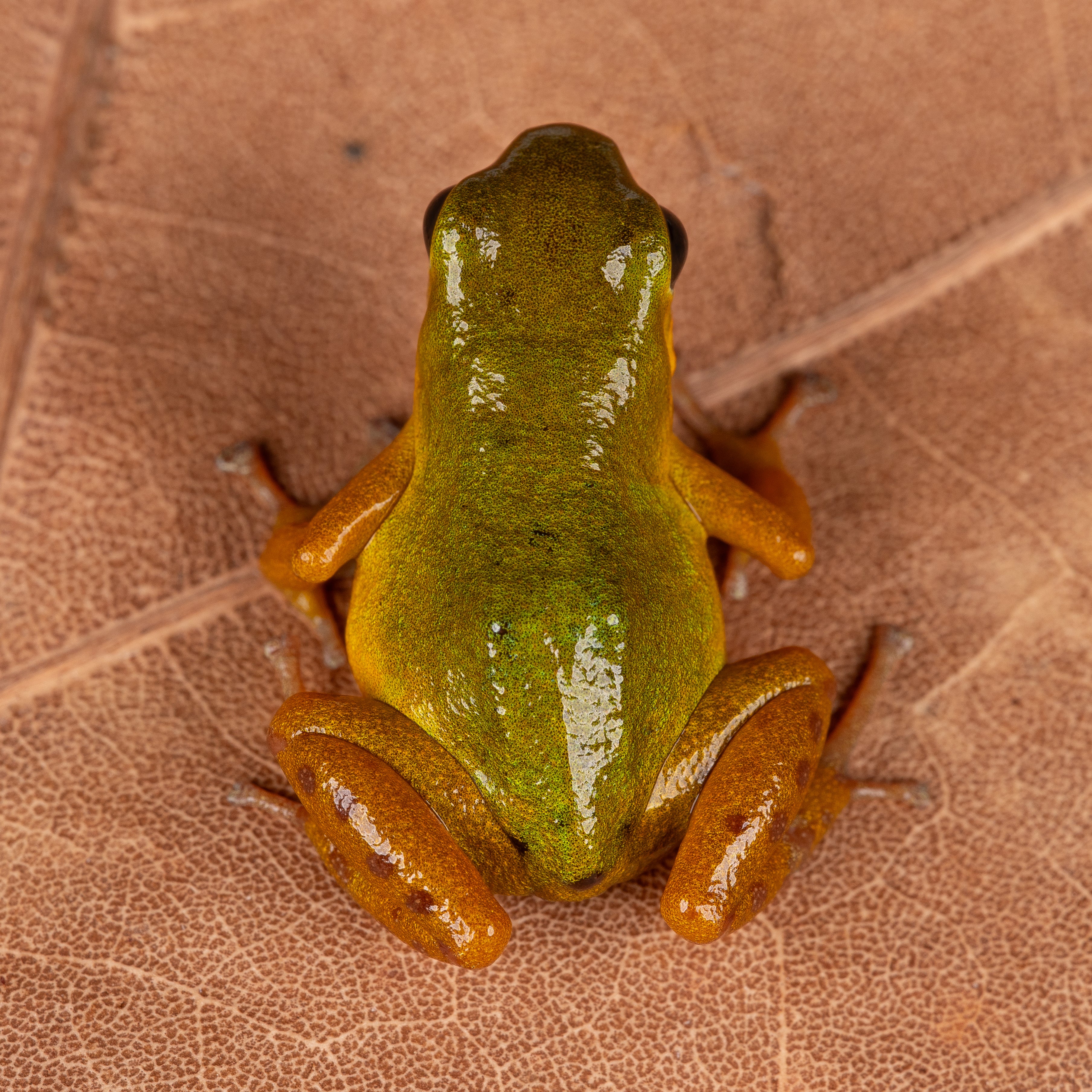 Oophaga pumilio "Isla Colon - Bocas del Drago" - Image 6
