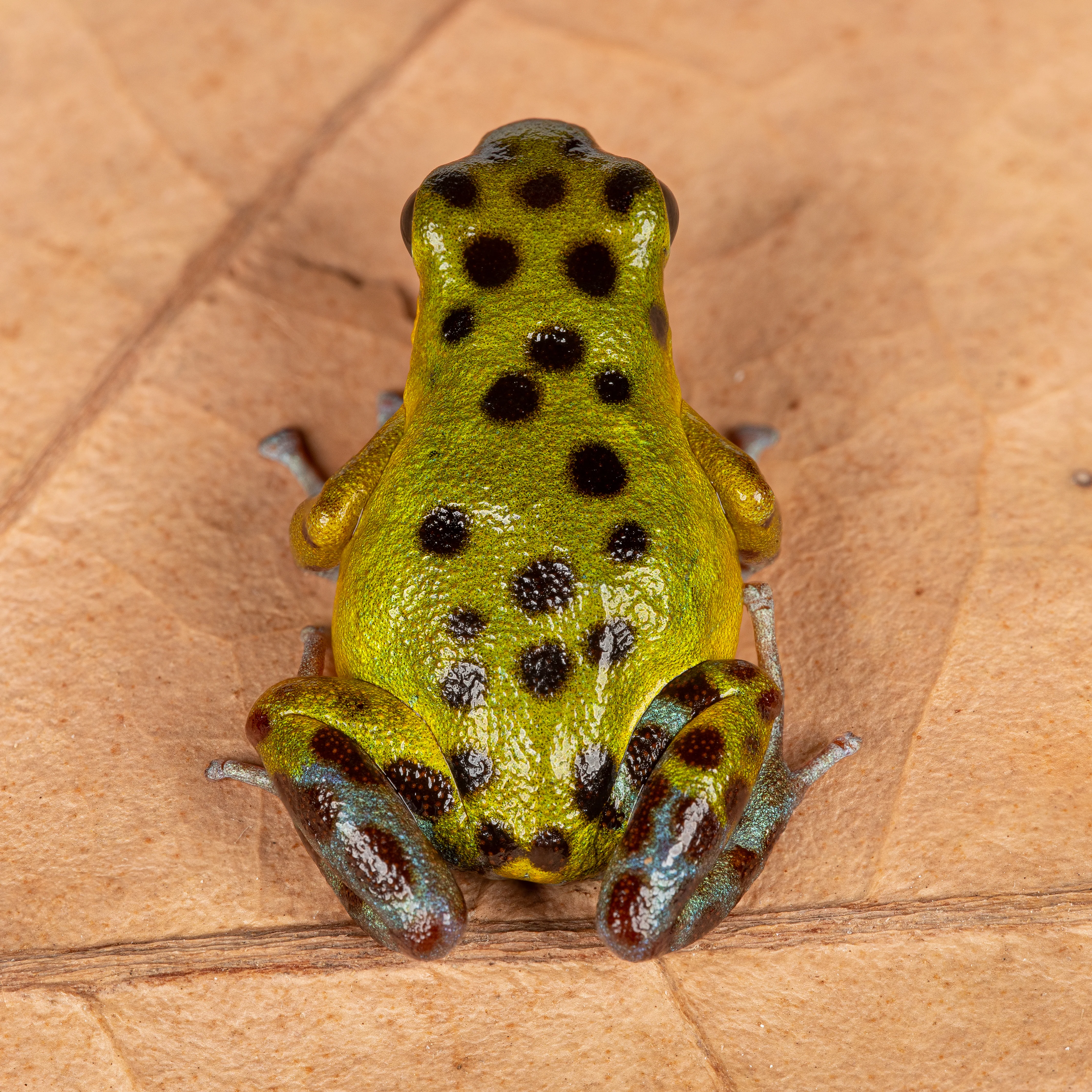Oophaga pumilio "Isla Colon - Mimitimbe" - Image 4