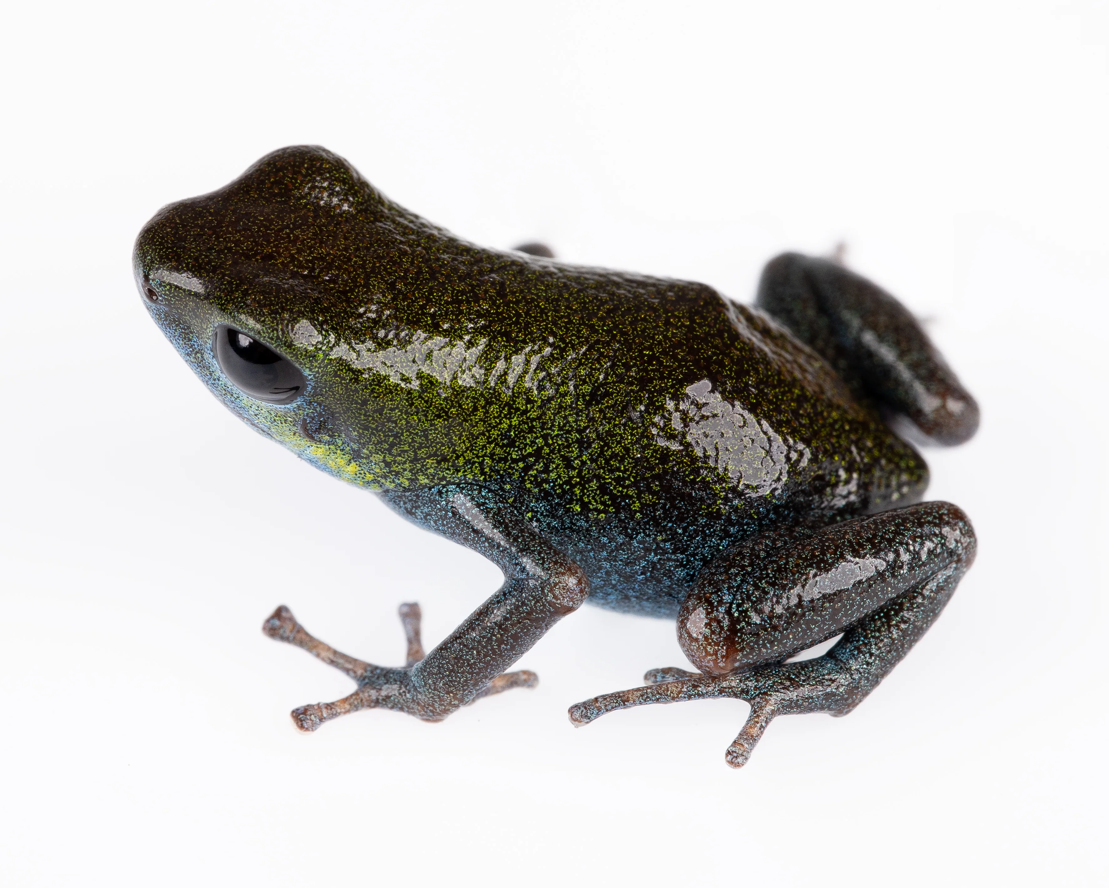Oophaga pumilio "Isla Popa"