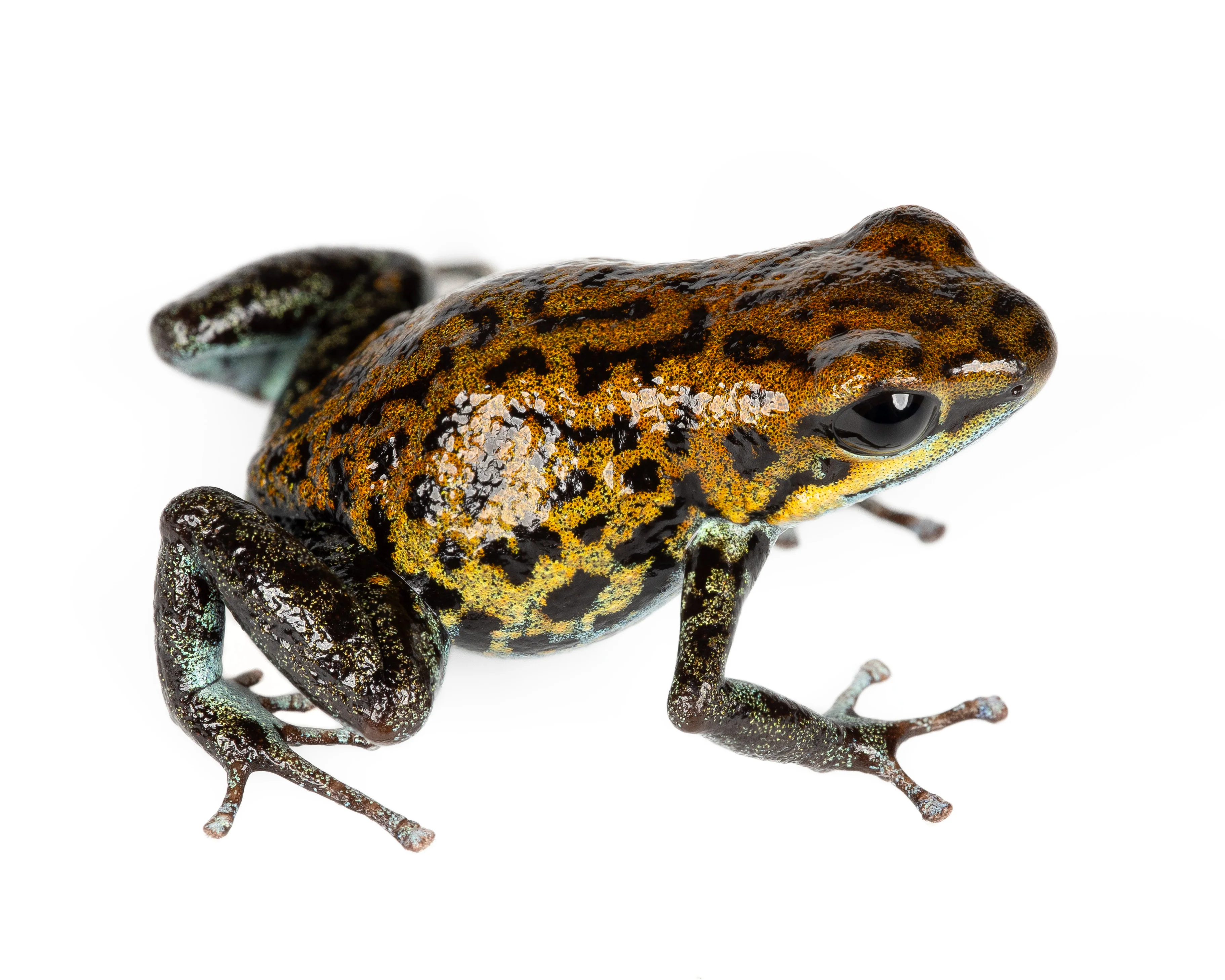 Oophaga pumilio "Kusapin"