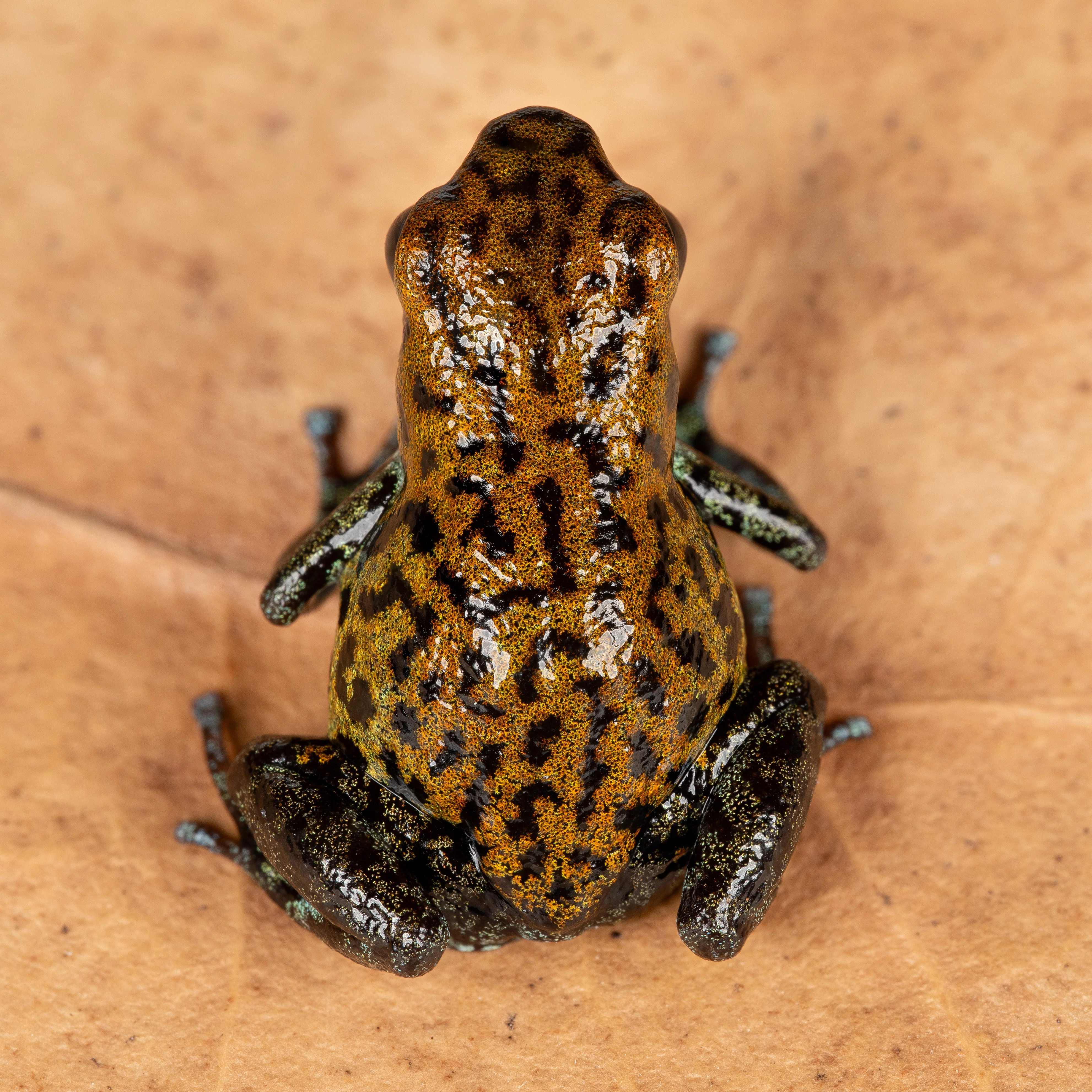 Oophaga pumilio "Kusapin" - Image 2