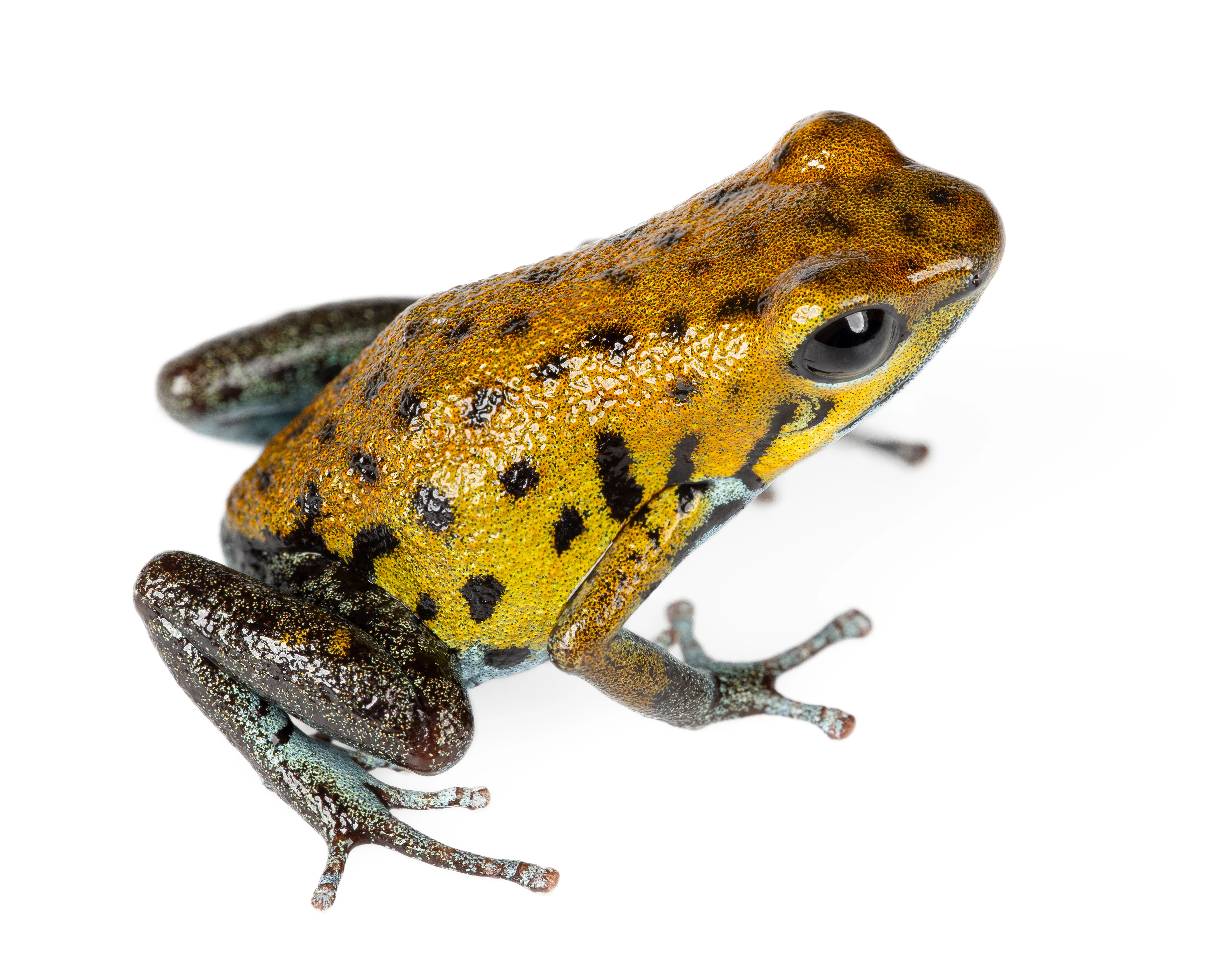 Oophaga pumilio "Kusapin" - Image 3