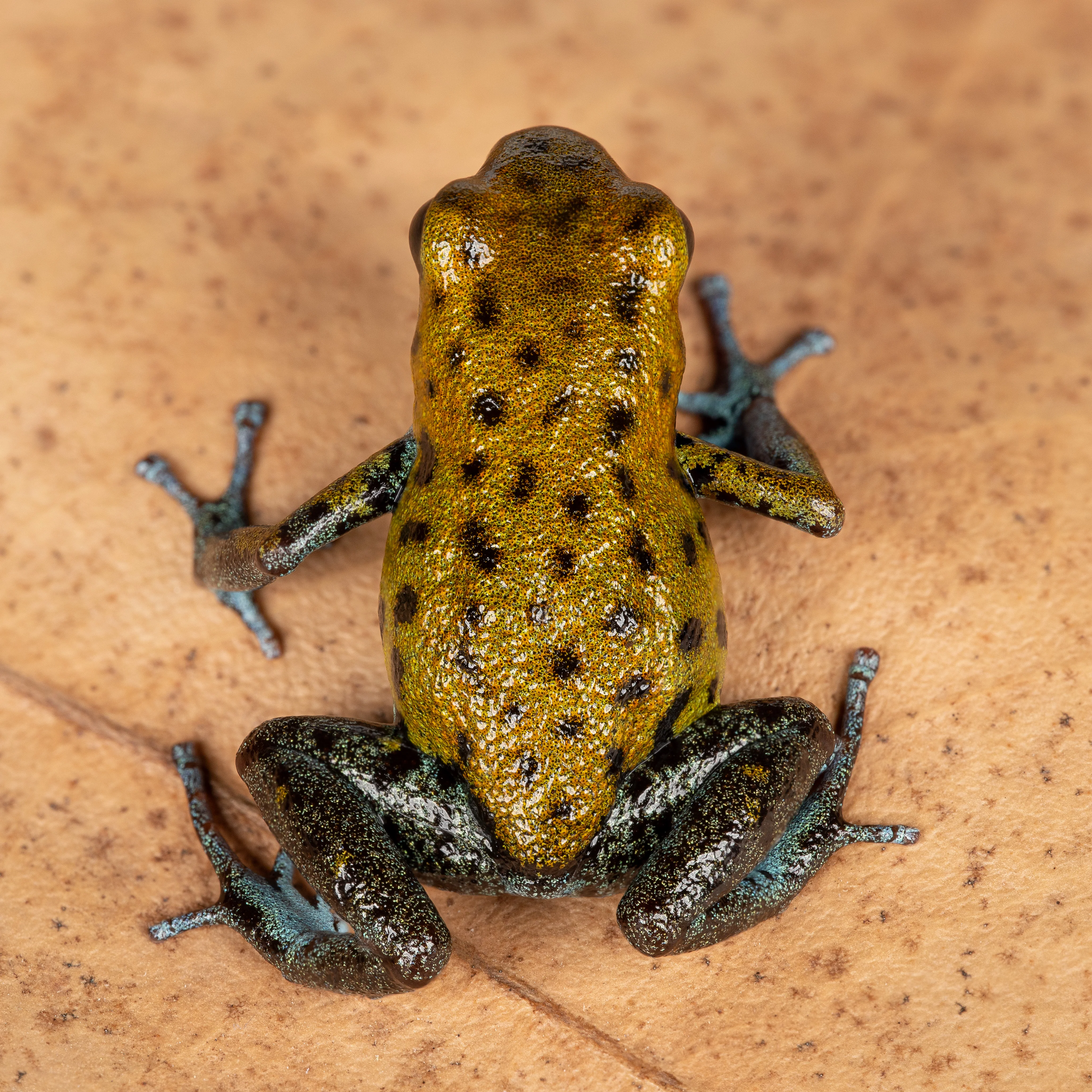 Oophaga pumilio "Kusapin" - Image 4