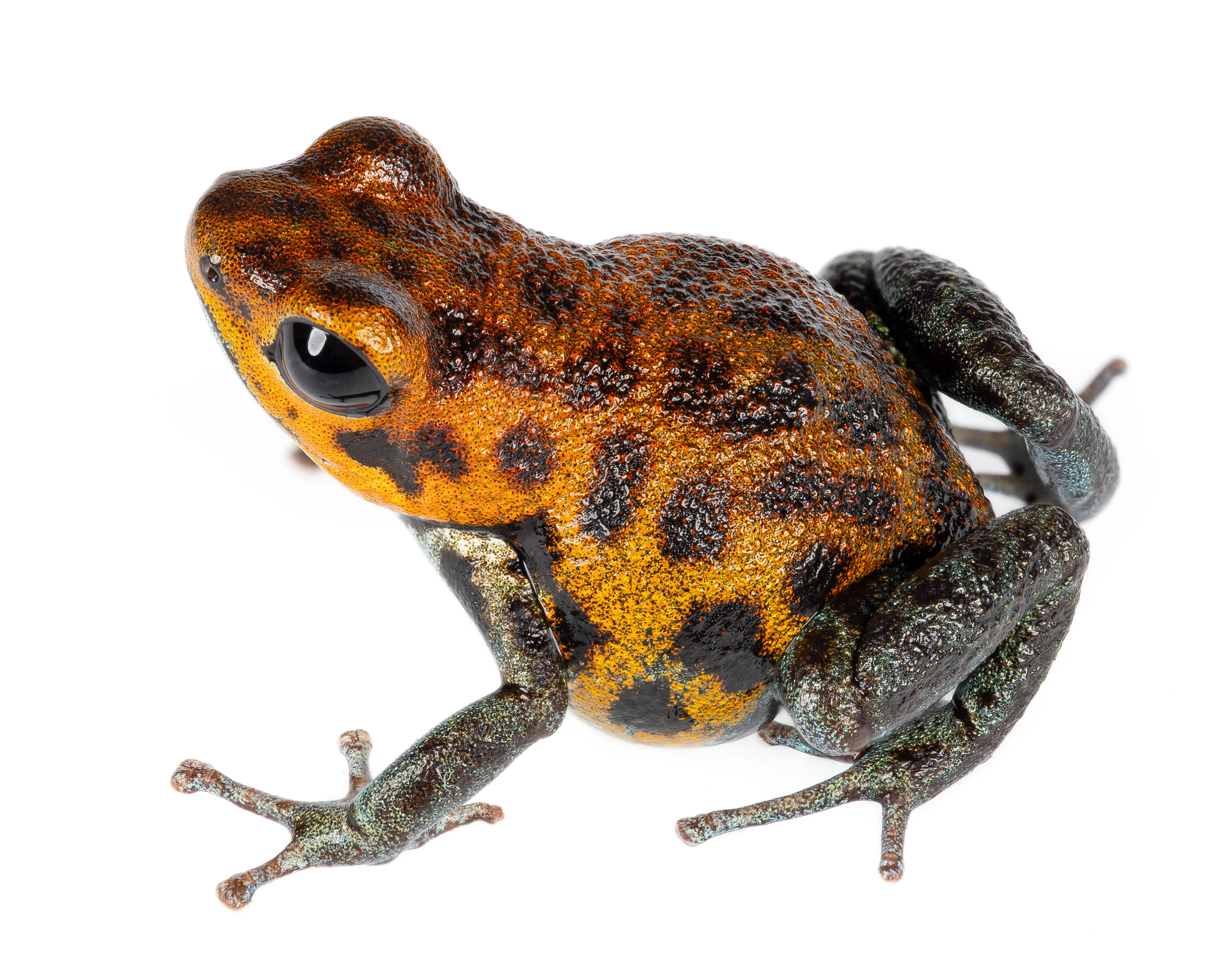 Oophaga pumilio "Las Perlas"