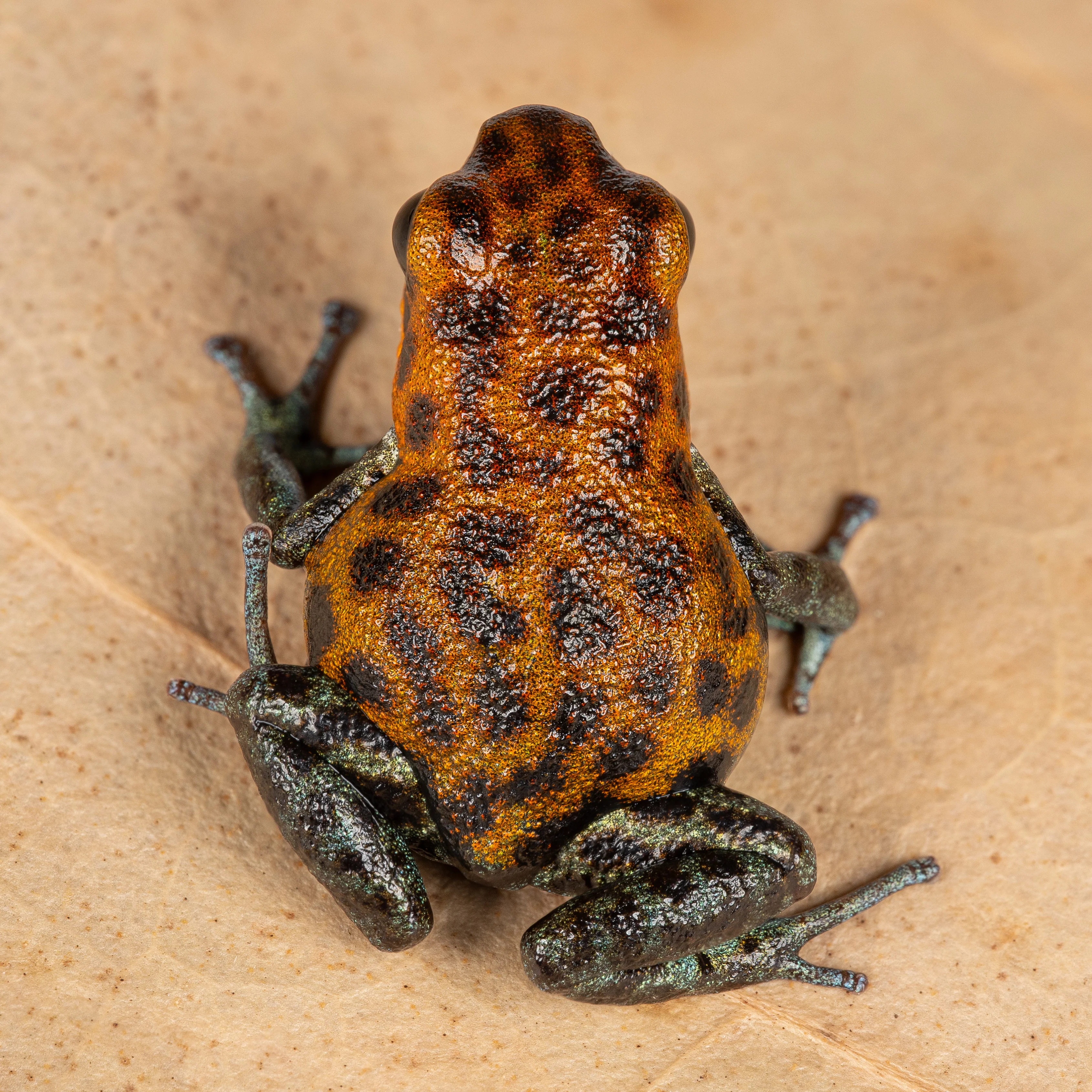 Oophaga pumilio "Las Perlas" - Image 2