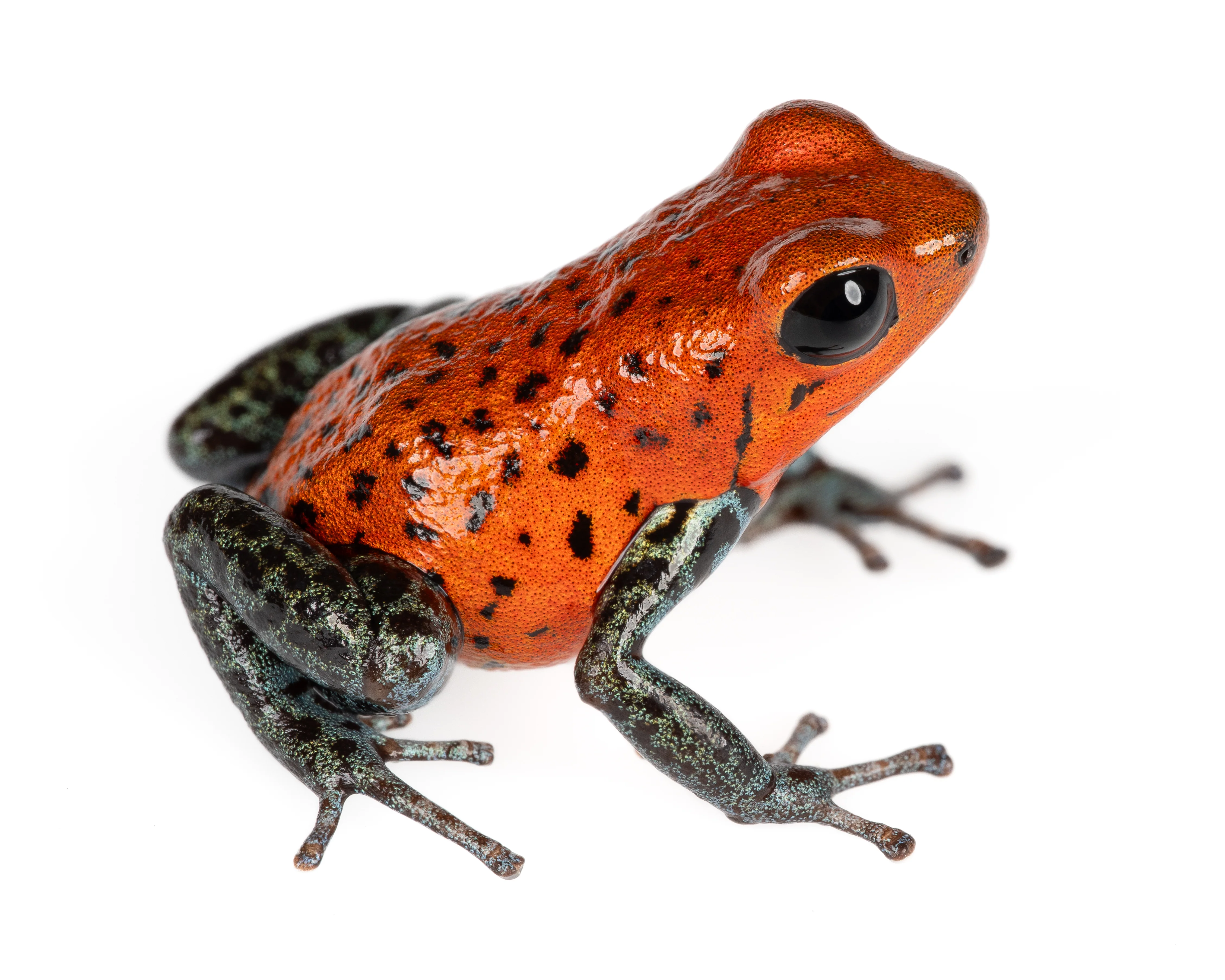 Oophaga pumilio "Loma Azul"