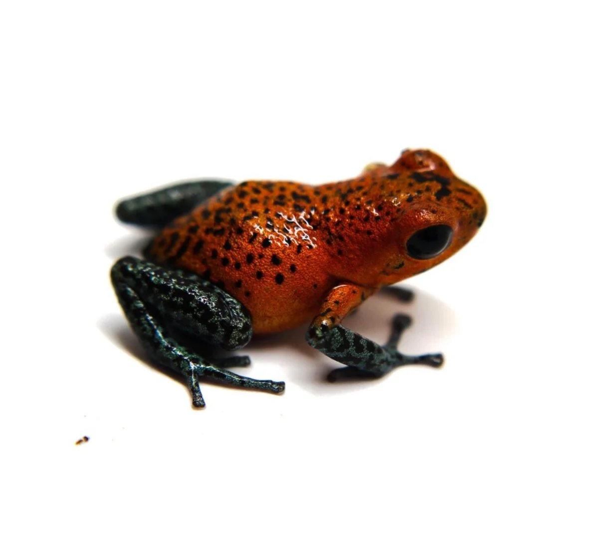 Oophaga pumilio "Loma Azul" - Image 3