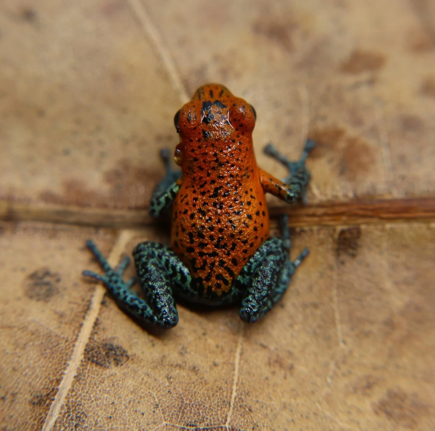Oophaga pumilio "Loma Azul" - Image 4