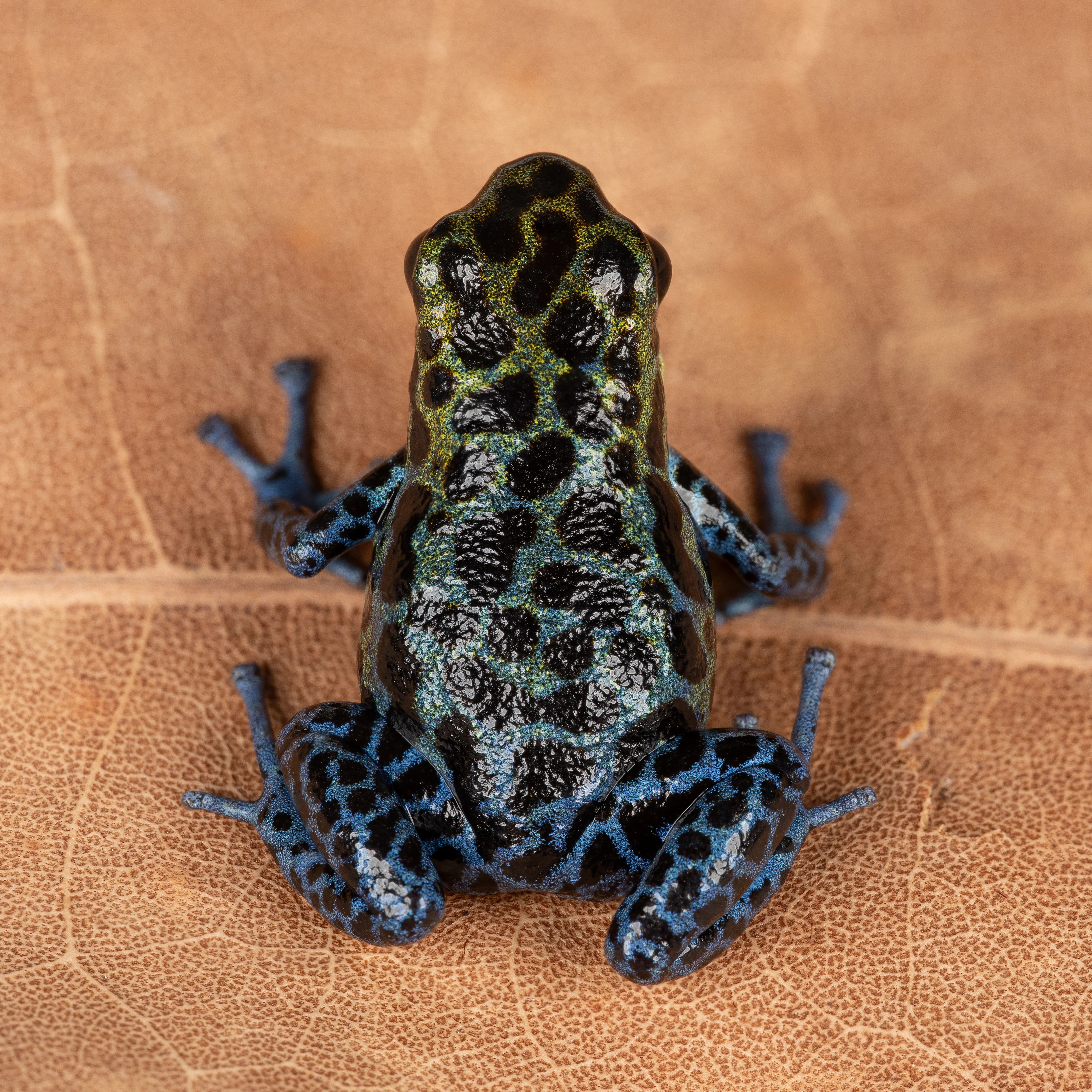 Oophaga pumilio "Loma Colubre / Culubre” - Image 2