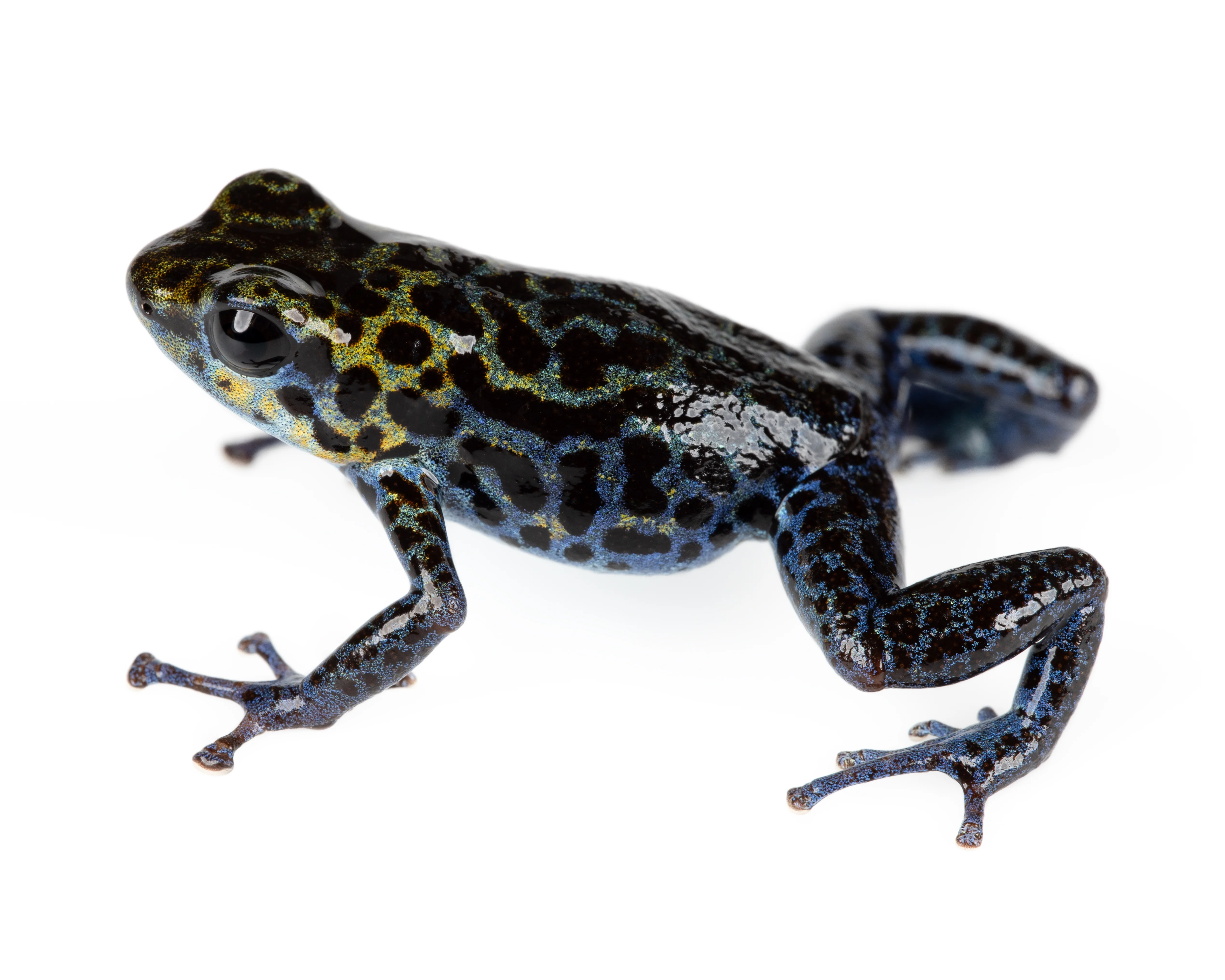 Oophaga pumilio "Loma Colubre / Culubre” - Image 3
