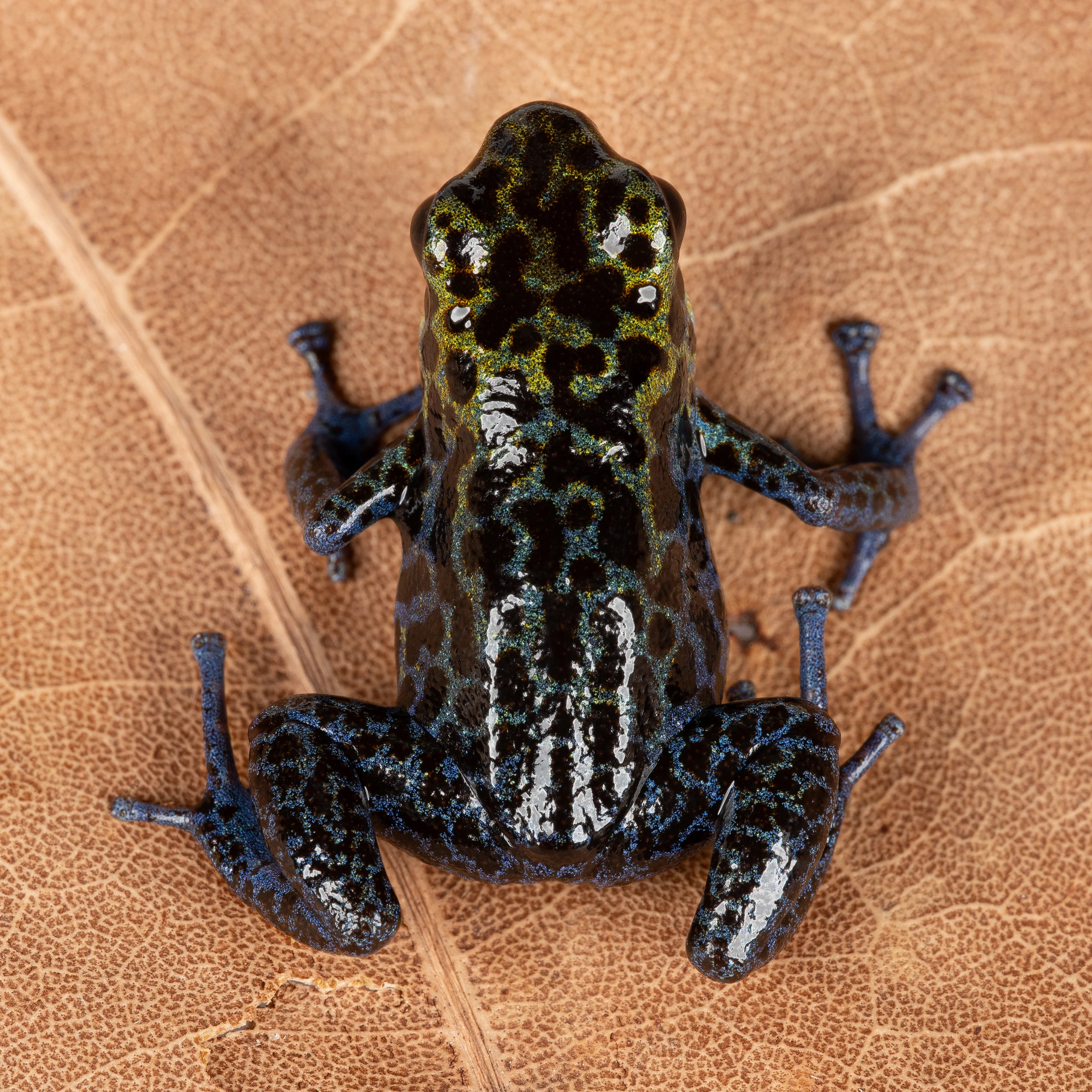 Oophaga pumilio "Loma Colubre / Culubre” - Image 4