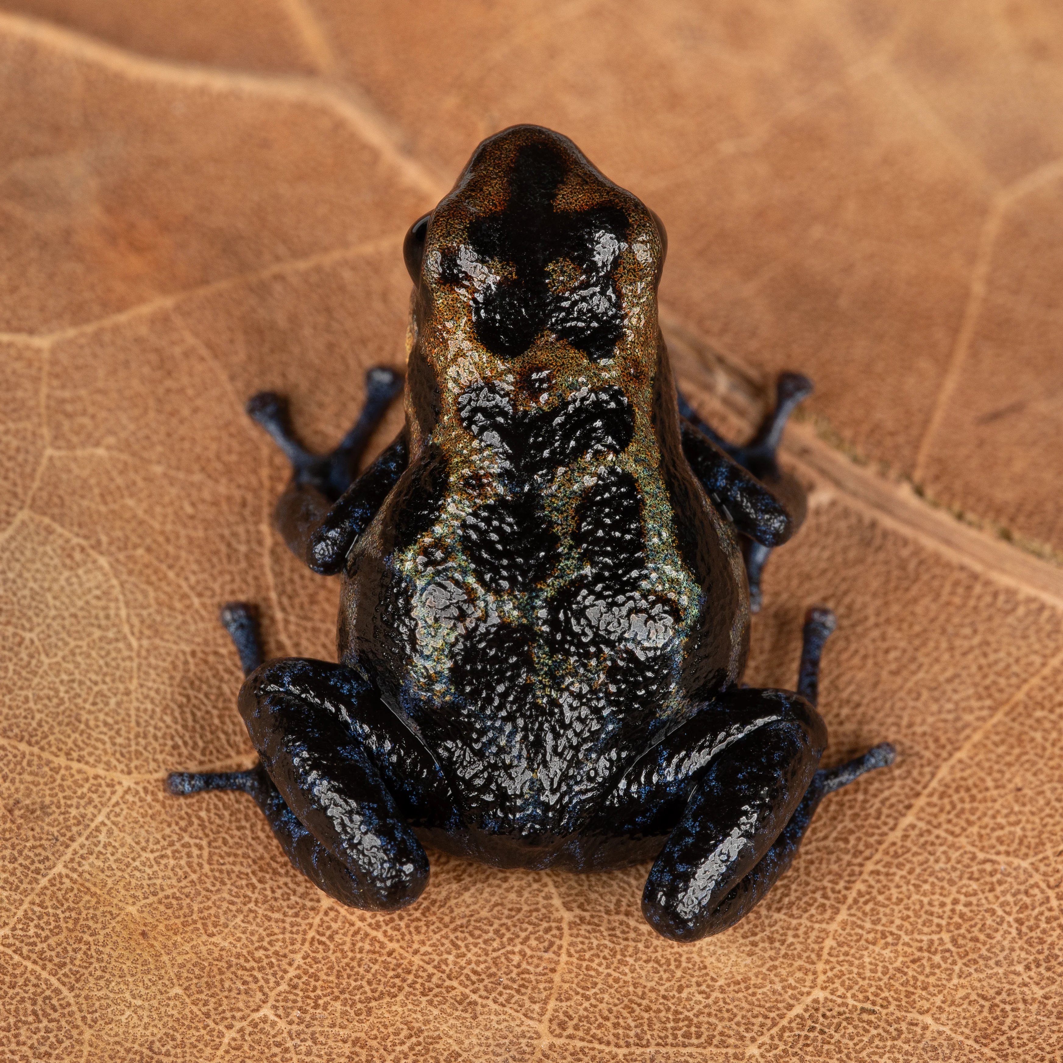 Oophaga pumilio "Loma Colubre / Culubre” - Image 5