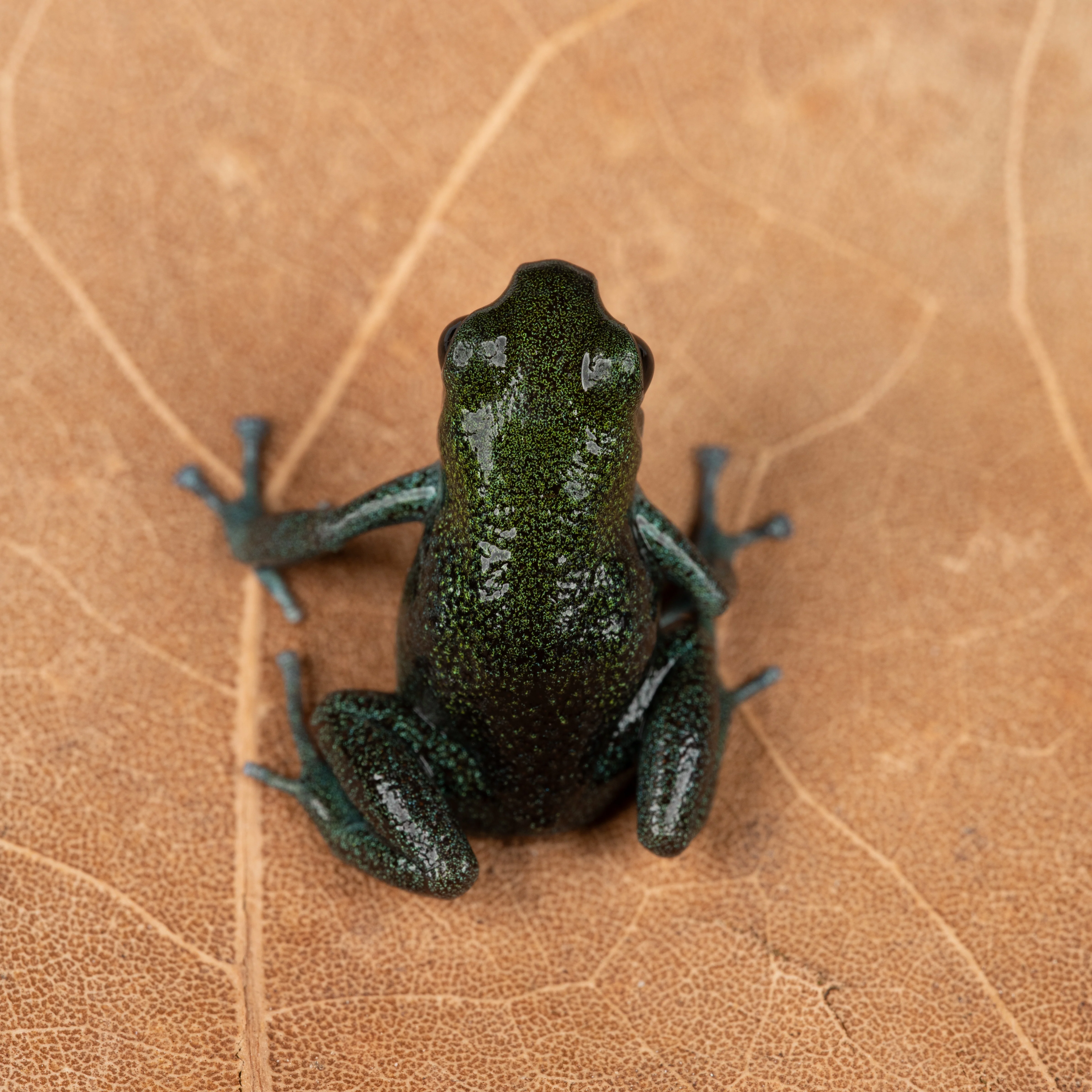 Oophaga pumilio "Loma Partida" - Image 2
