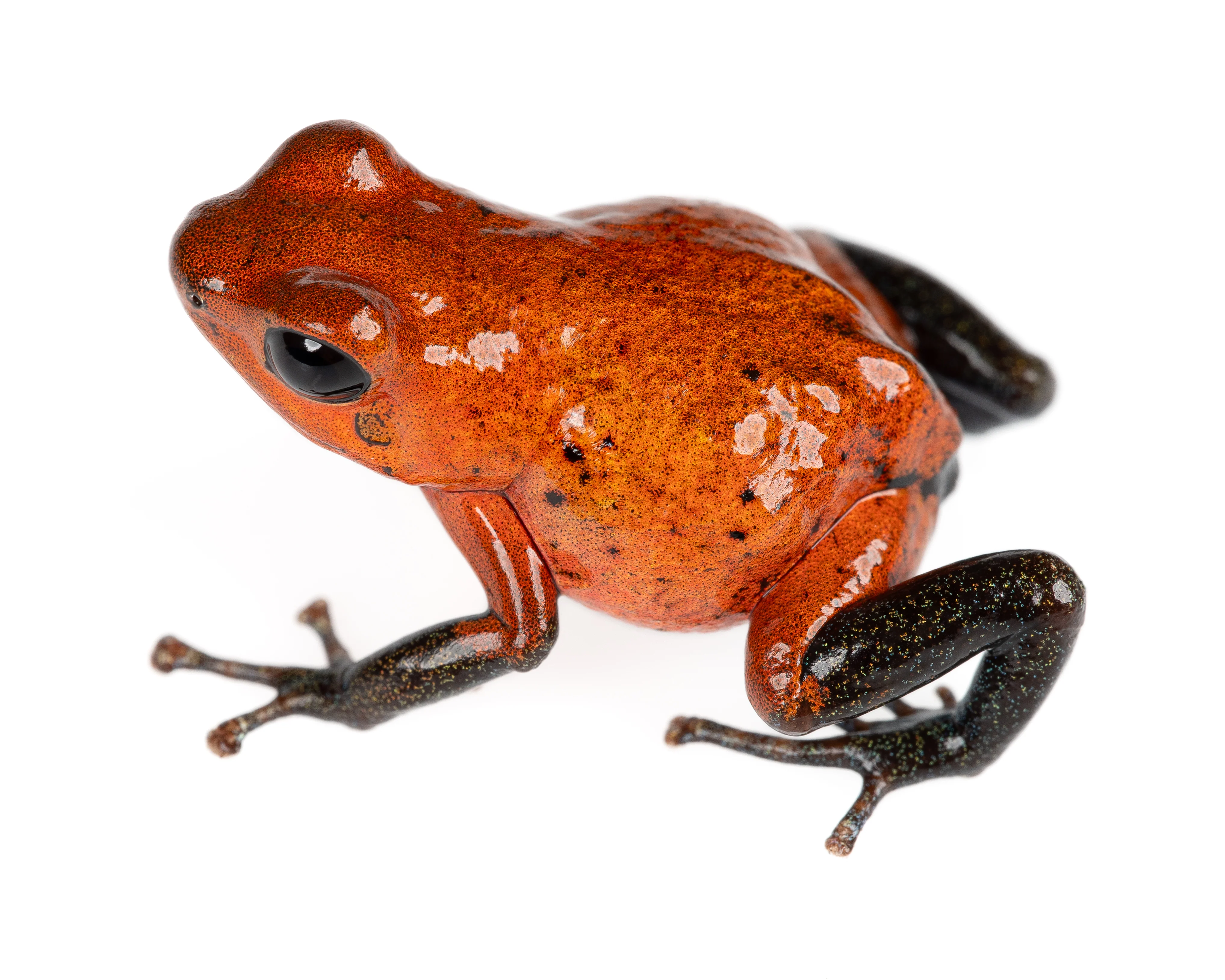 Oophaga pumilio "Man Creek"