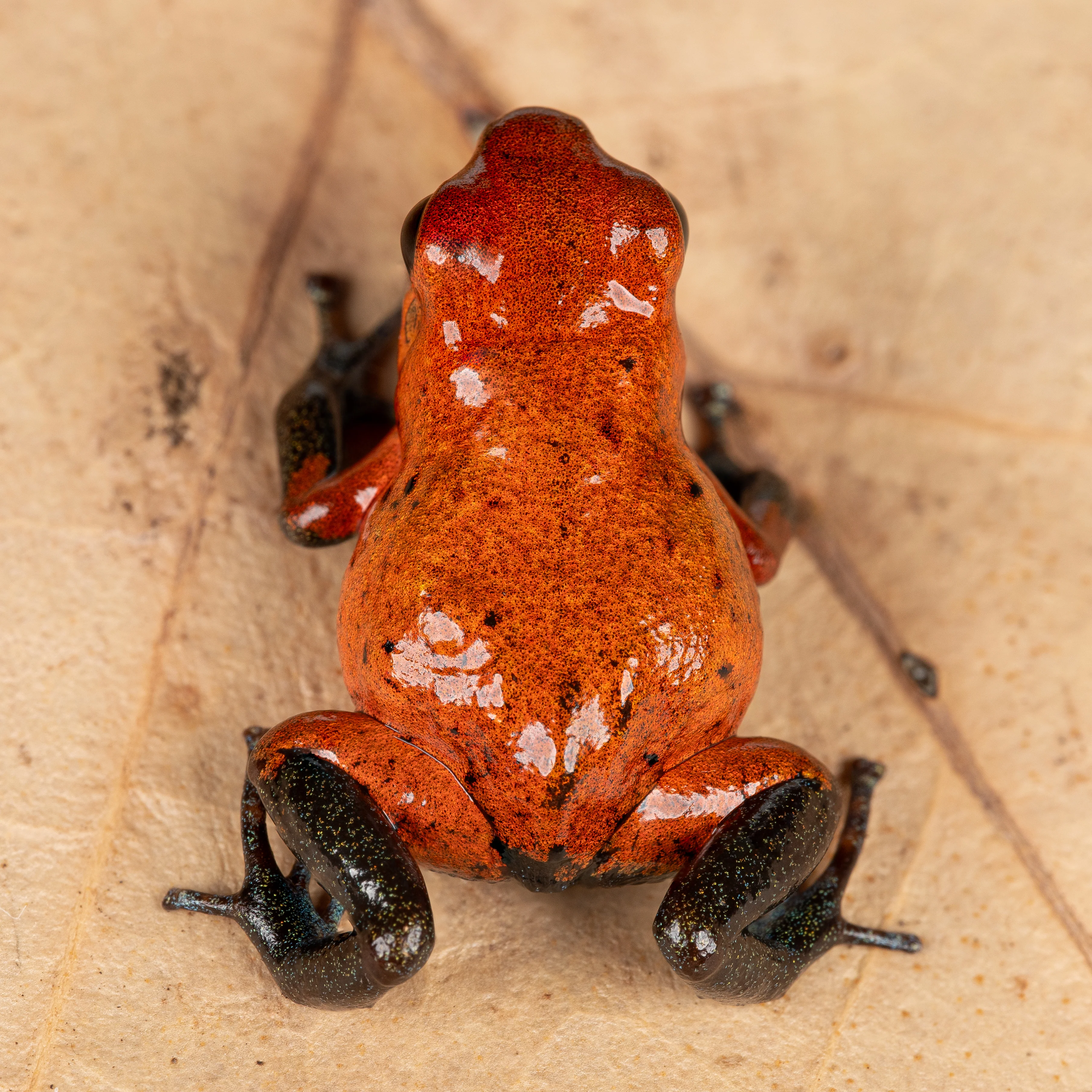 Oophaga pumilio "Man Creek" - Image 2
