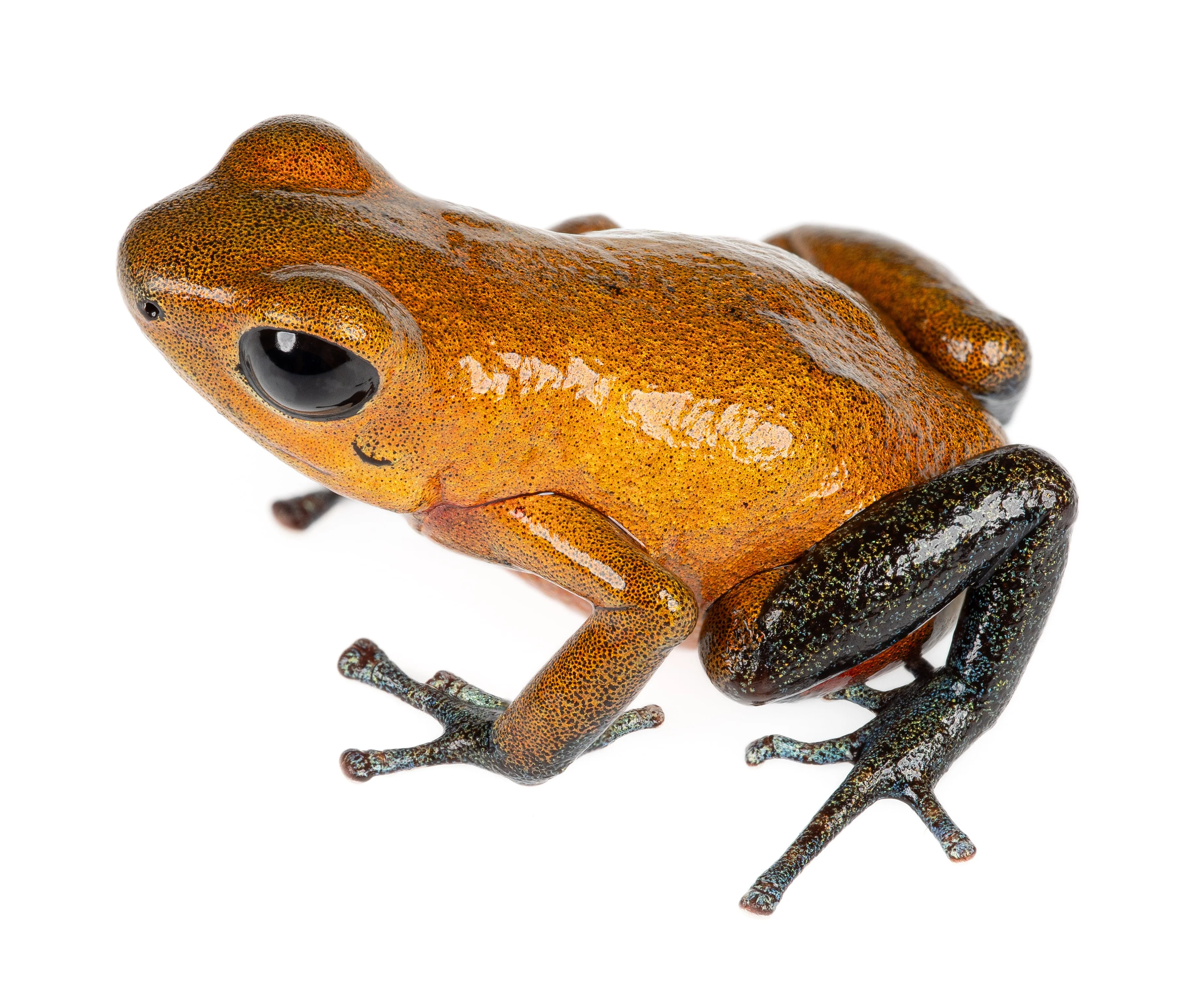 Oophaga pumilio "Man Creek" - Image 3