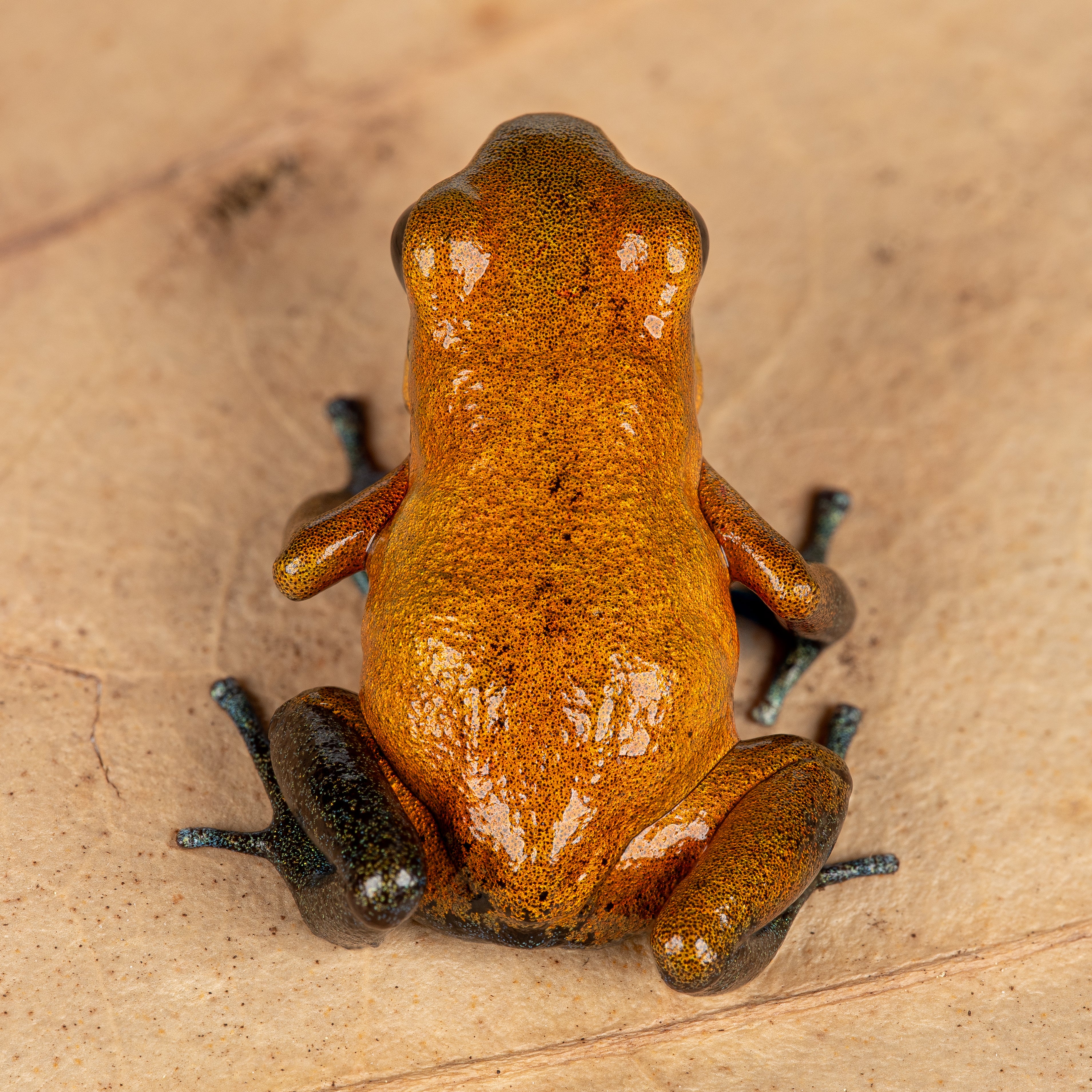 Oophaga pumilio "Man Creek" - Image 4